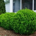 thumbnail image 1 of Proven Winners ColorChoice 5" NewGen Freedom Boxwood Live Plant in 4.5" Pot (4 Count), 1 of 5