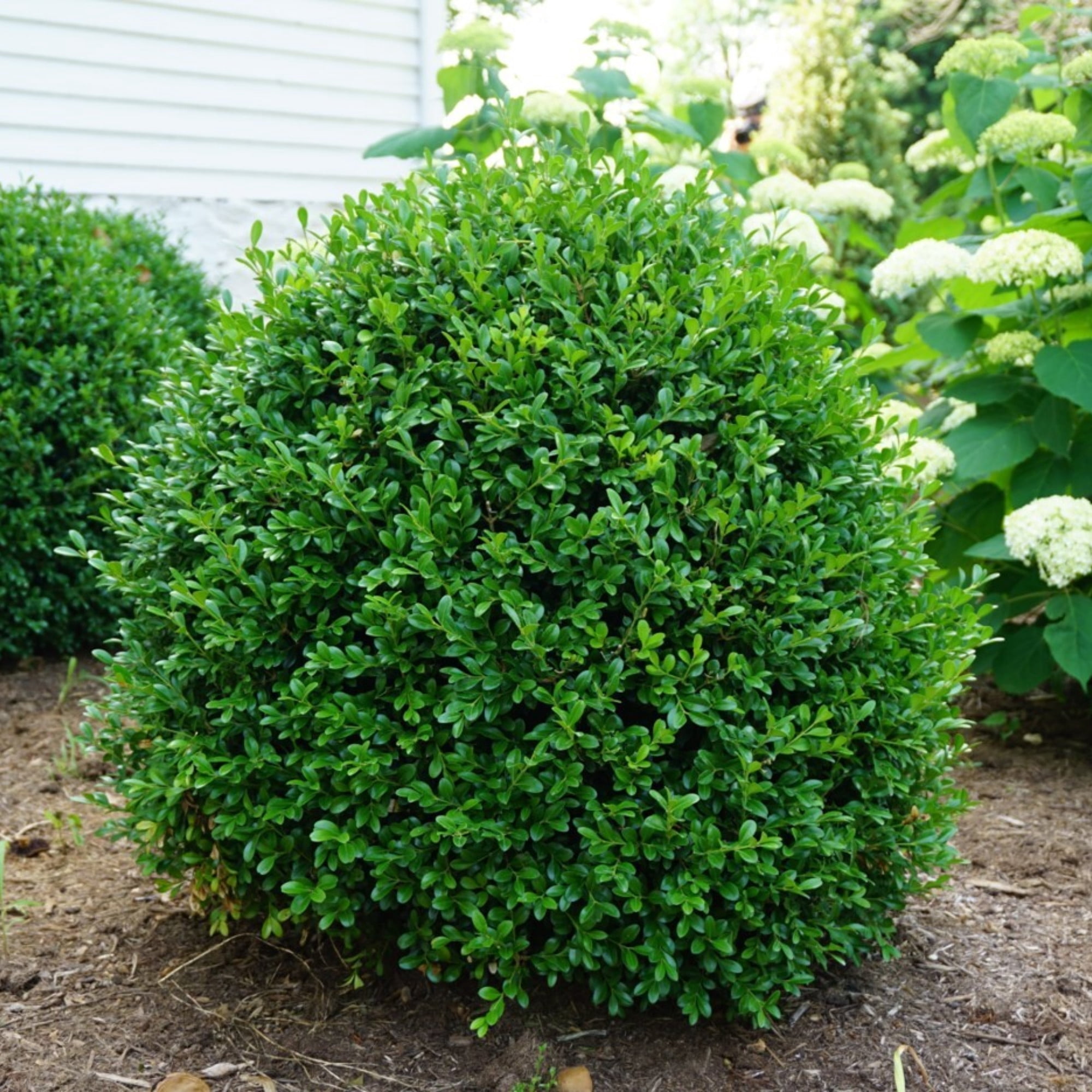 Proven Winners ColorChoice 5" NewGen Independence Boxwood Live Plant in 4.5" Pot (4 Count)