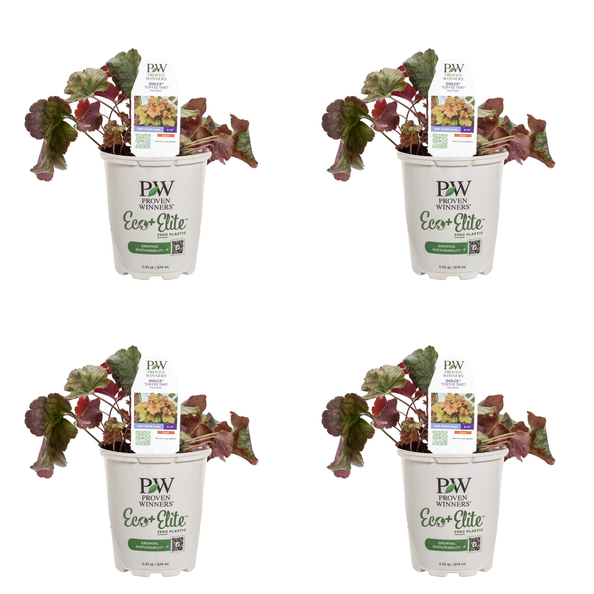 Proven Winners 5" Orange Dolce 'Toffee Tart' Coral Bells Live Plant in 4.5" Pot (4 Count)