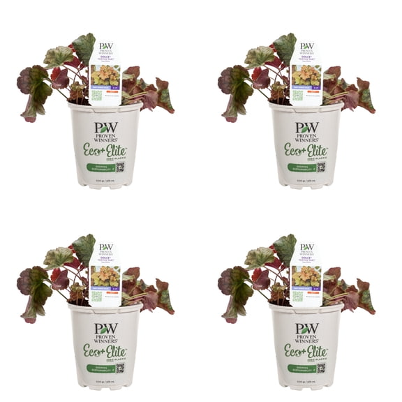 Proven Winners 5" Orange Dolce 'Toffee Tart' Coral Bells Live Plant in 4.5" Pot (4 Count)