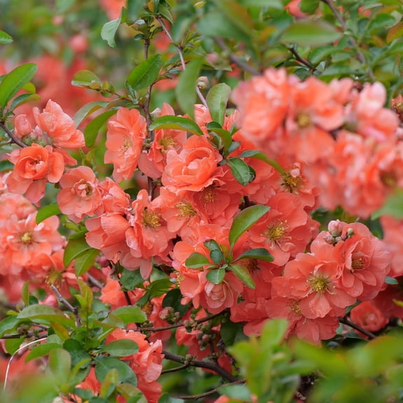 Proven Winners ColorChoice 5" Orange Double Take Peach Quince Live Plant in 4.5" Pot (4 Count)
