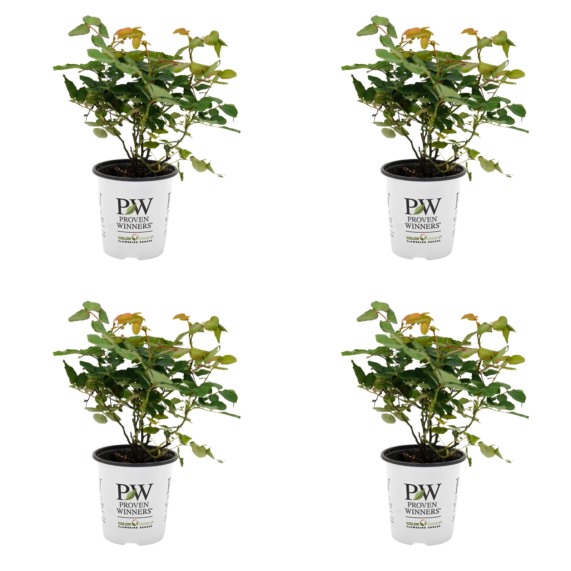 Proven Winners ColorChoice 5" Orange Rise Up Amberness Rose Live Plant in 4.5" Pot (4 Count)