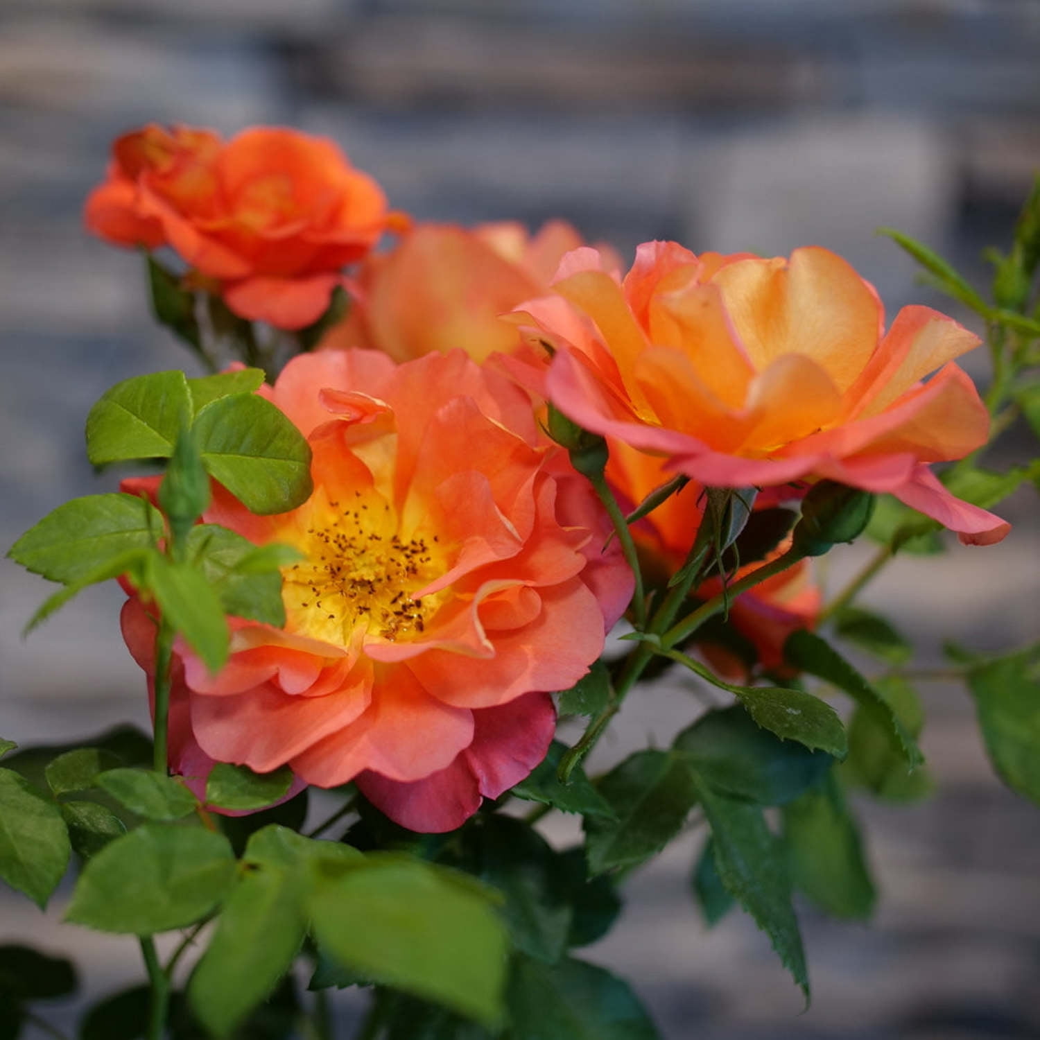 Proven Winners ColorChoice 5" Orange Rise Up Emberays Rose Live Plant in 4.5" Pot (4 Count)