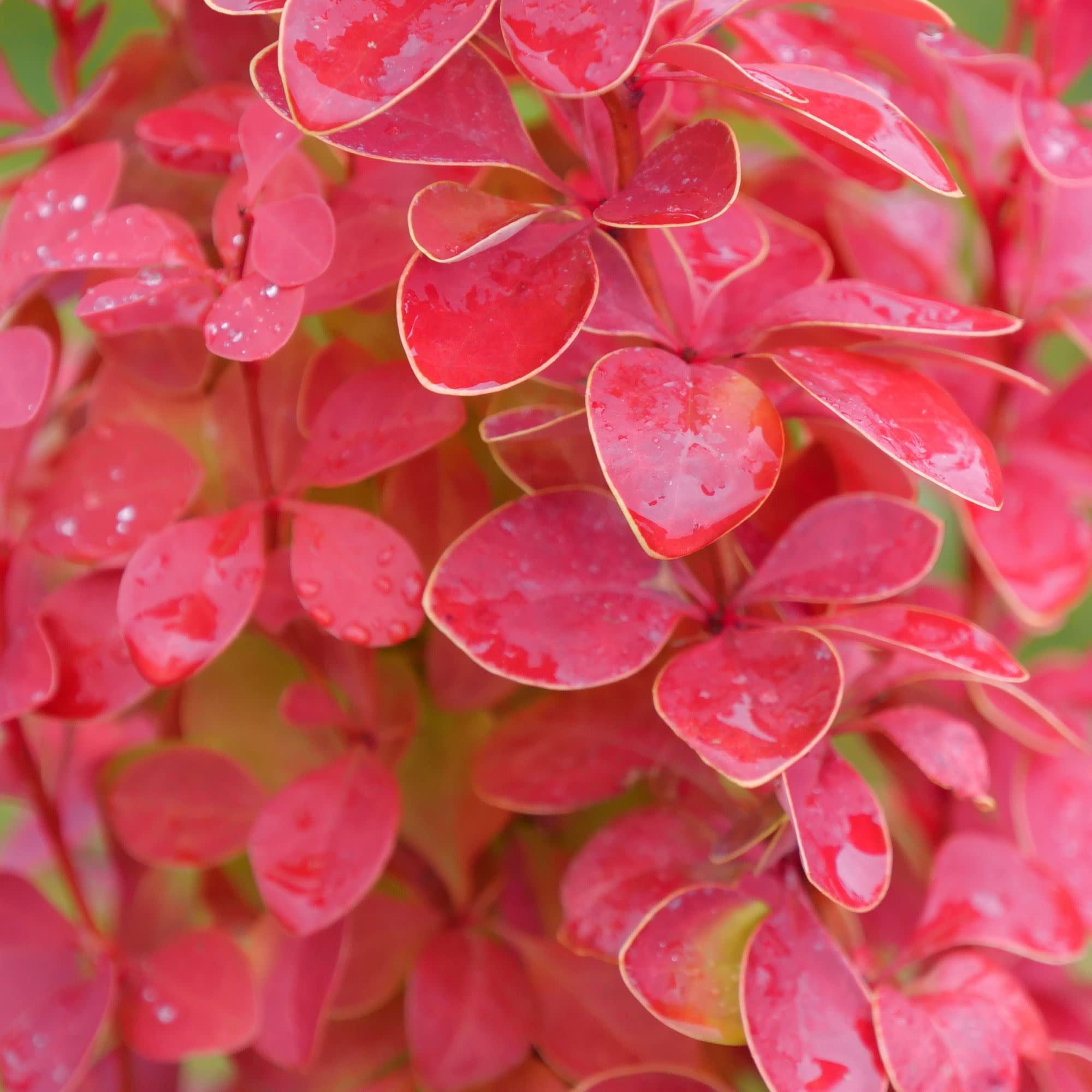 Proven Winners ColorChoice 5" Orange Sunjoy Orange Pillar Barberry Live Plant in 4.5" Pot (4 Count)
