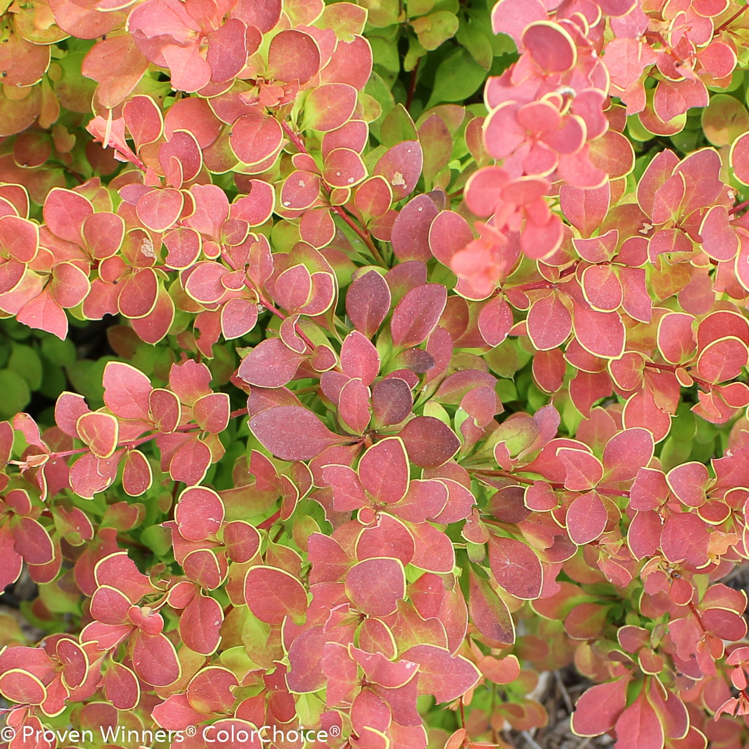 Proven Winners ColorChoice 5" Orange Sunjoy Tangelo Barberry Live Plant in 4.5" Pot (4 Count)