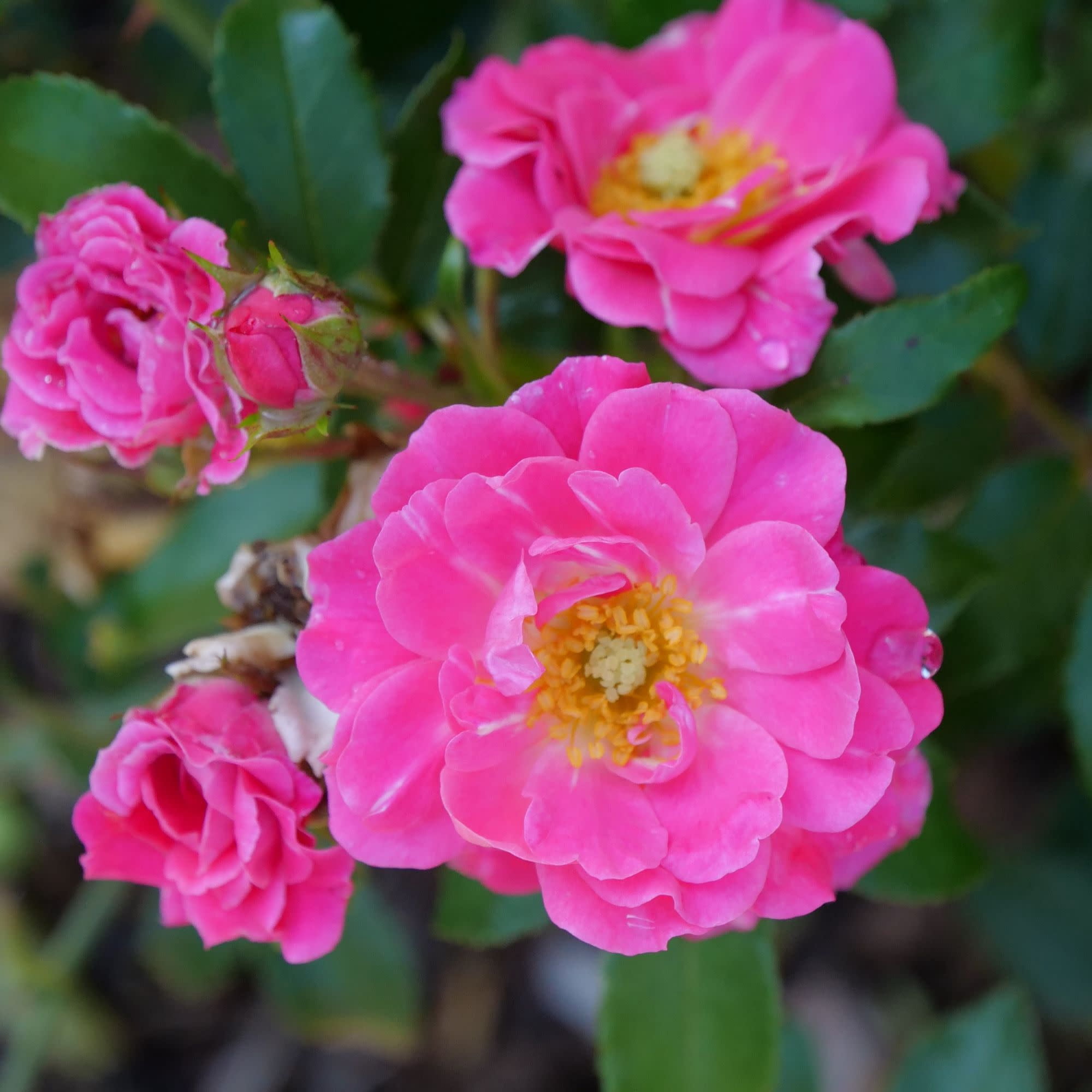 Proven Winners ColorChoice 5" Oso Easy Double Pink Rose Live Plant in 4.5" Pot (4 Count)