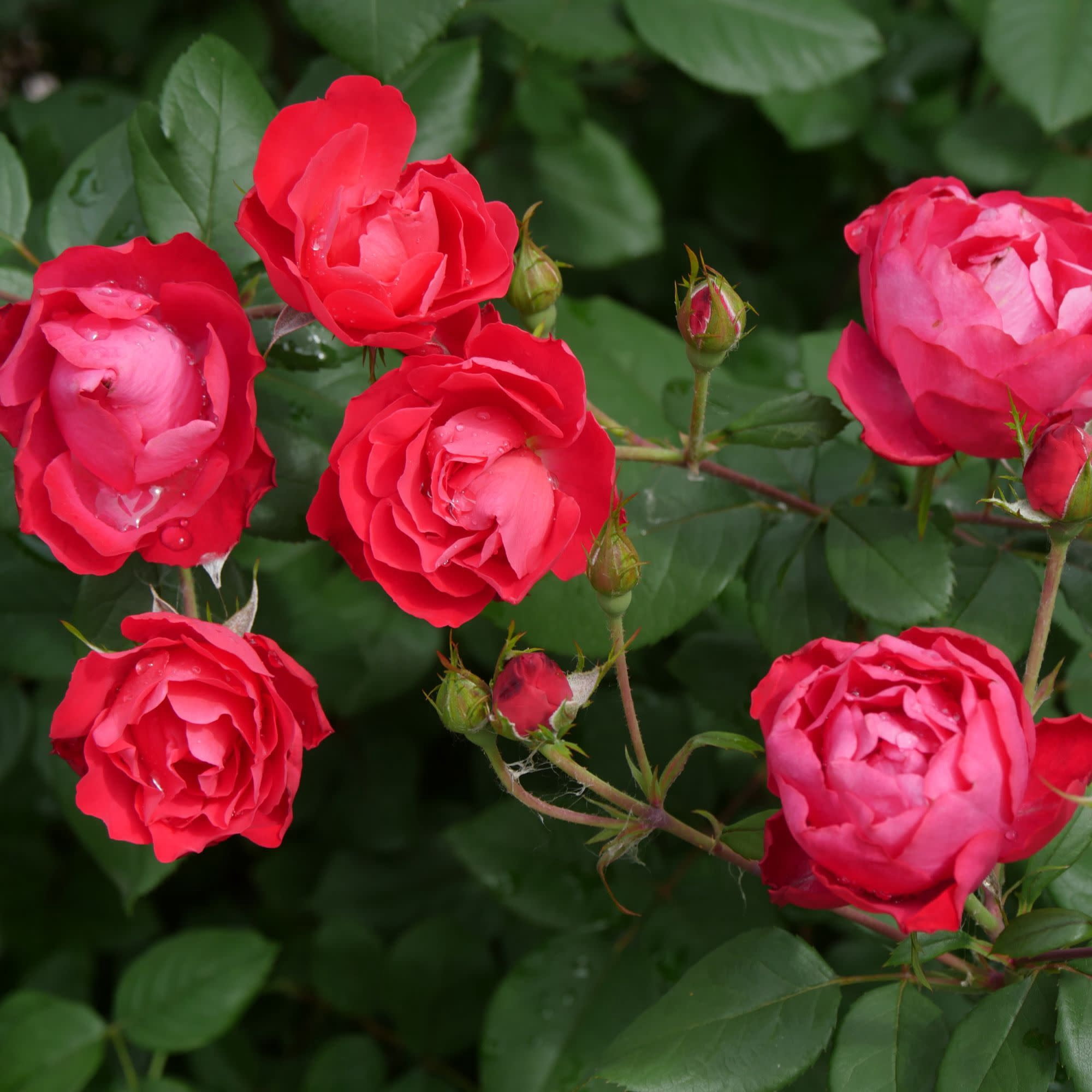 Proven Winners ColorChoice 5" Oso Easy Double Red Rose Live Plant in 4.5" Pot (4 Count)