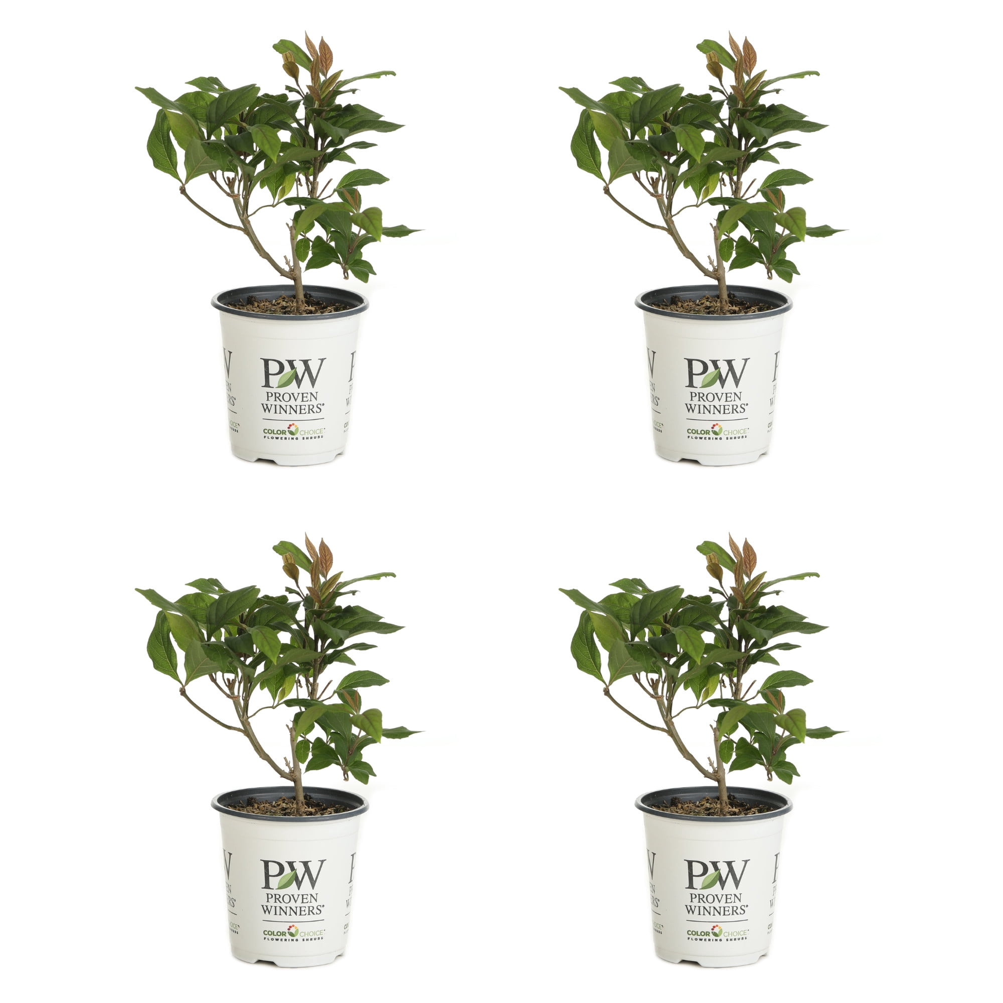 Proven Winners ColorChoice 5" Pearl Glam Beautyberry Live Plant in 4.5" Pot (4 Count)