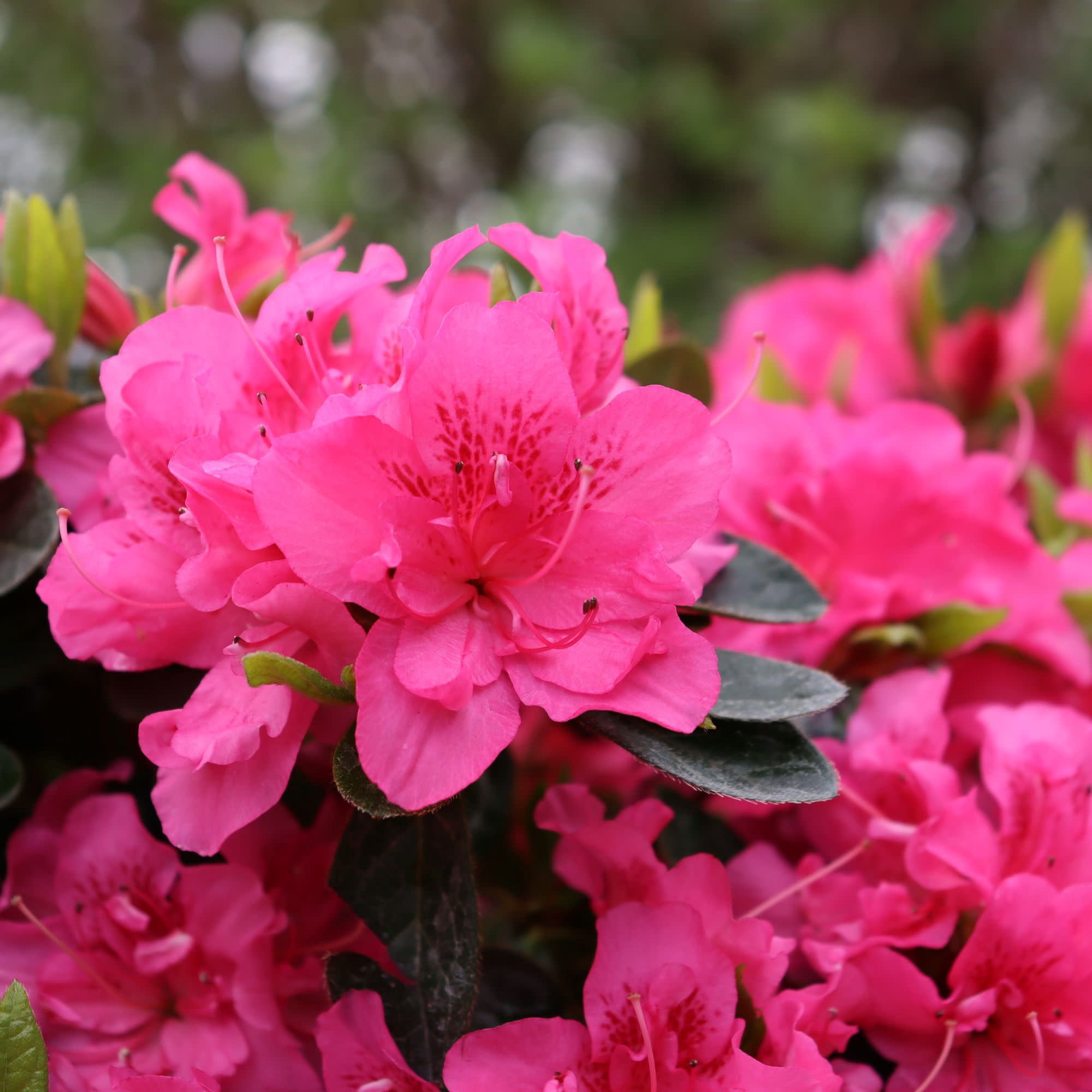 Proven Winners ColorChoice 5" Perfecto Mundo Double Dark Pink Reblooming Azalea Live Plant in 4.5" Pot (4 Count)