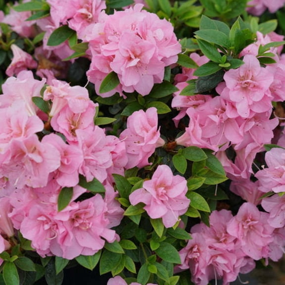 Proven Winners ColorChoice 5" Perfecto Mundo Double Pink Reblooming Azalea Live Plant in 4.5" Pot (4 Count)