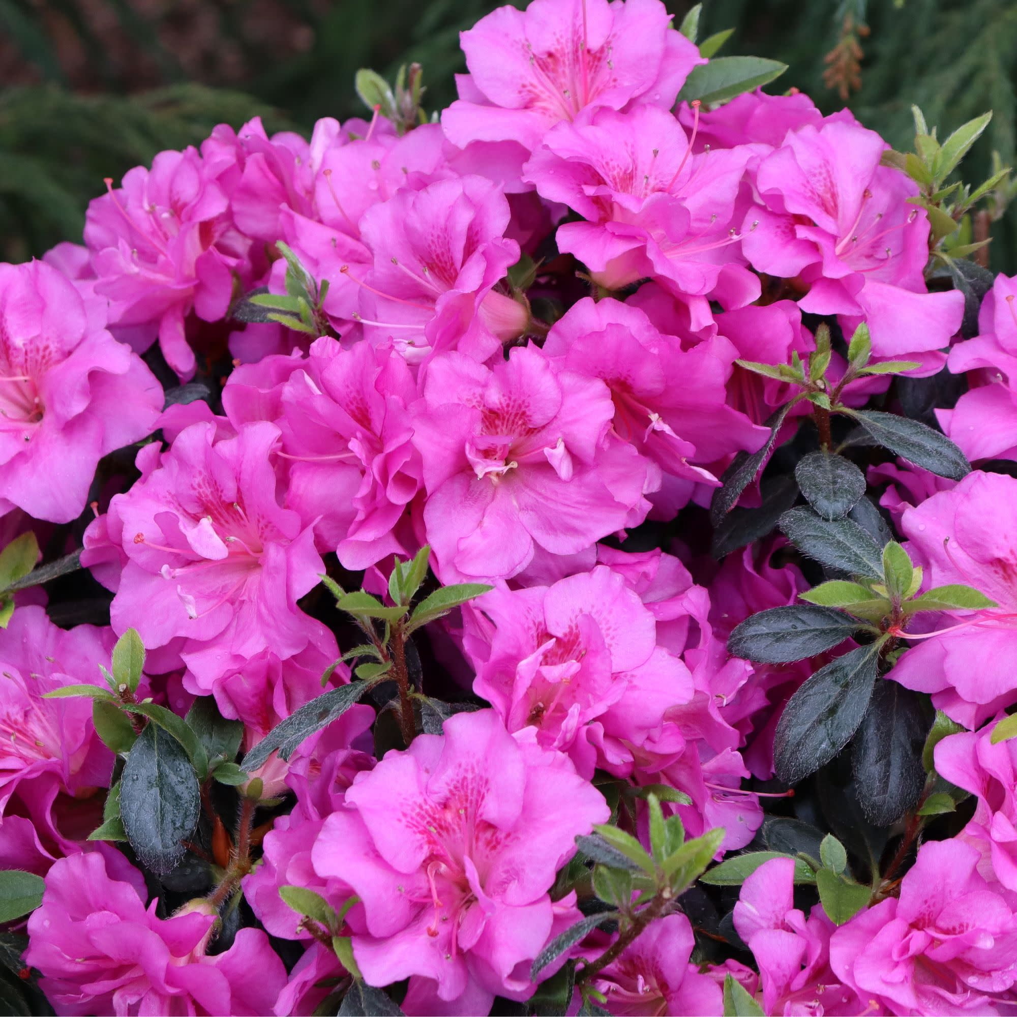Proven Winners ColorChoice 5" Perfecto Mundo Double Purple Reblooming Azalea Live Plant in 4.5" Pot (4 Count)