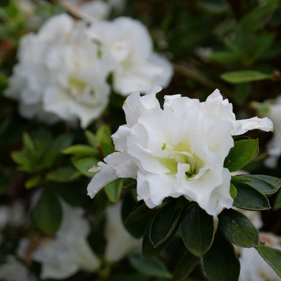 Proven Winners ColorChoice 5" Perfecto Mundo Double White Reblooming Azalea Live Plant in 4.5" Pot (4 Count)