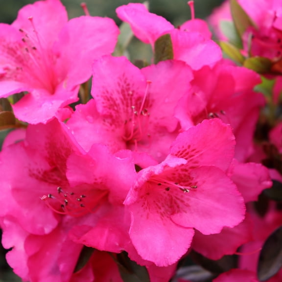 Proven Winners ColorChoice 5" Perfecto Mundo Epic Pink Reblooming Azalea Live Plant in 4.5" Pot (4 Count)