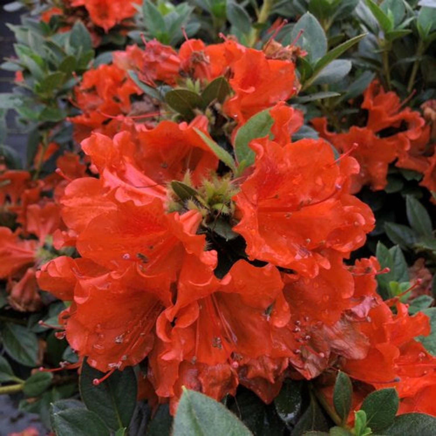 Proven Winners ColorChoice 5" Perfecto Mundo Orange Reblooming Azalea Live Plant in 4.5" Pot (4 Count)