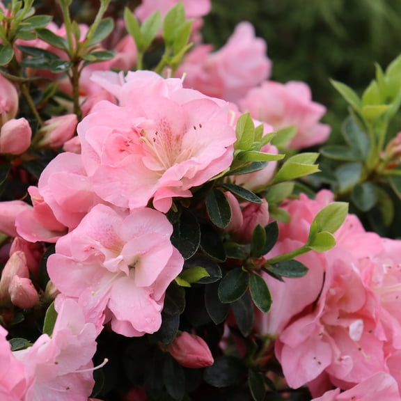 Proven Winners ColorChoice 5" Perfecto Mundo Pink Carpet Reblooming Azalea Live Plant in 4.5" Pot (4 Count)