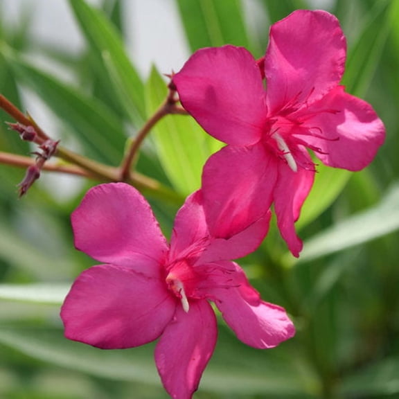 Proven Winners ColorChoice 5" Pink Austin Pretty Limits Oleander Live Plant in 4.5" Pot (4 Count)