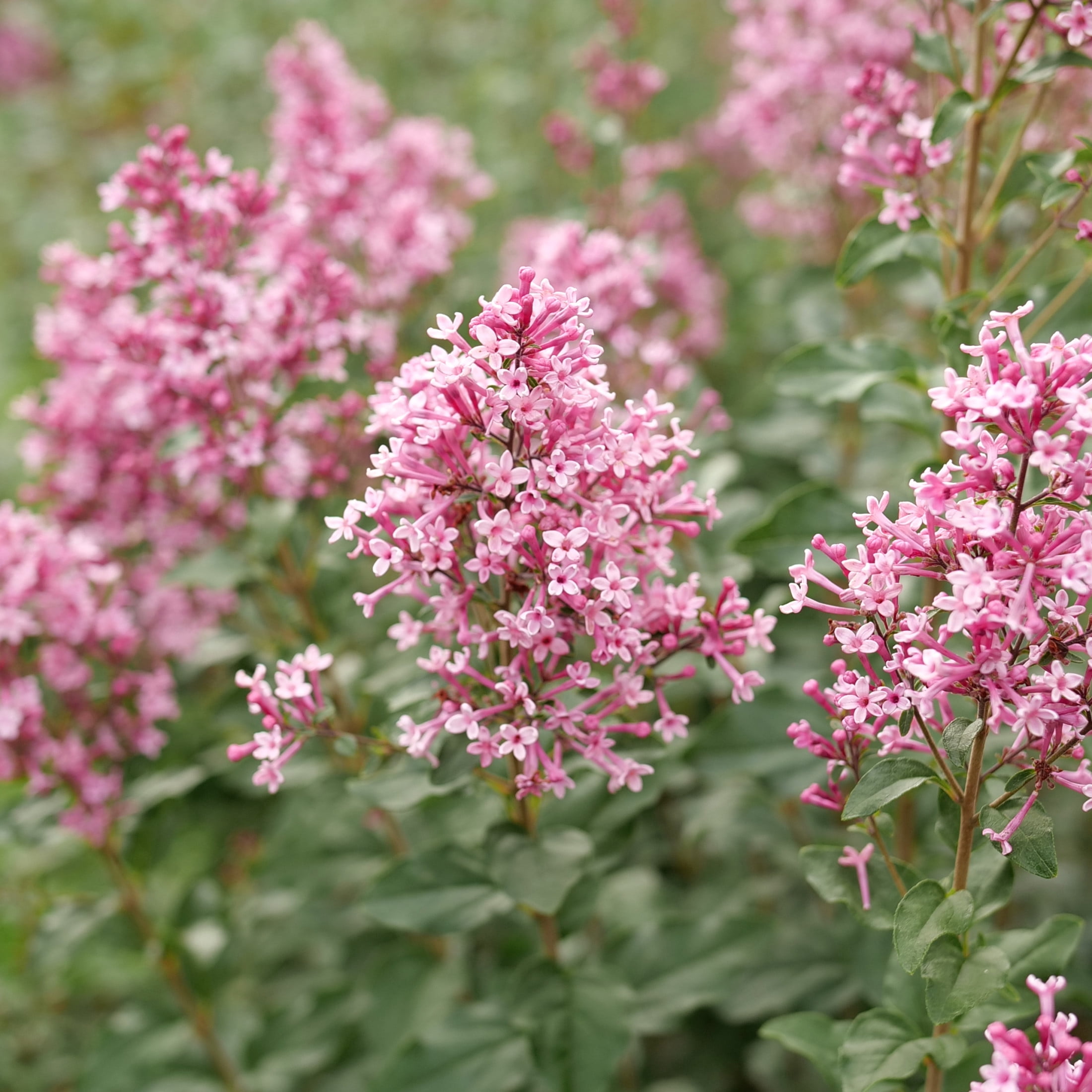 Proven Winners ColorChoice 5" Pink Bloomerang Ballet Reblooming Lilac Live Plant in 4.5" Pot (4 Count)