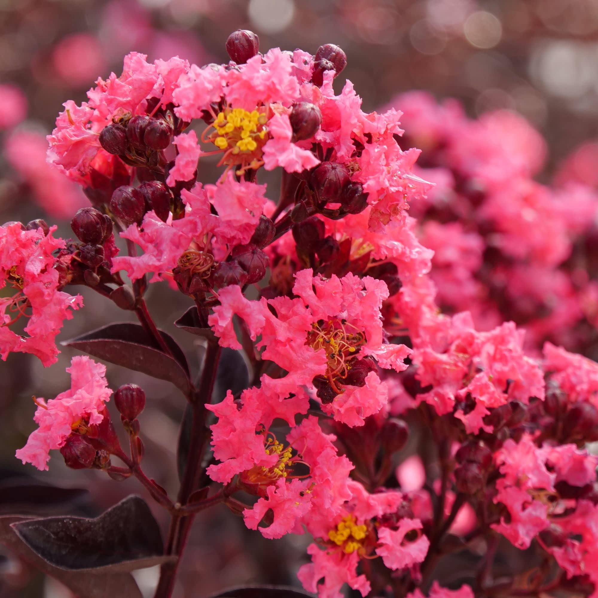 Proven Winners ColorChoice 5" Pink Center Stage Coral Crapemyrtle Live Plant in 4.5" Pot (4 Count)