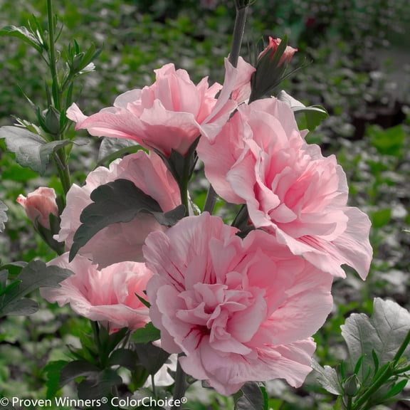 Proven Winners ColorChoice 5" Pink Chiffon Rose of Sharon Live Plant in 4.5" Pot (4 Count)