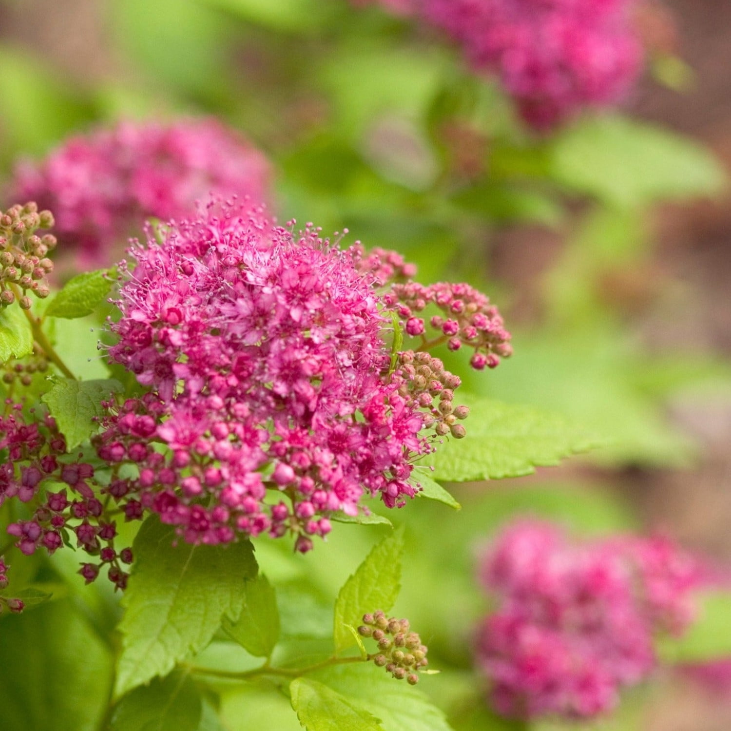 Proven Winners ColorChoice 5" Pink Double Play Gold Spirea Live Plant in 4.5" Pot (4 Count)