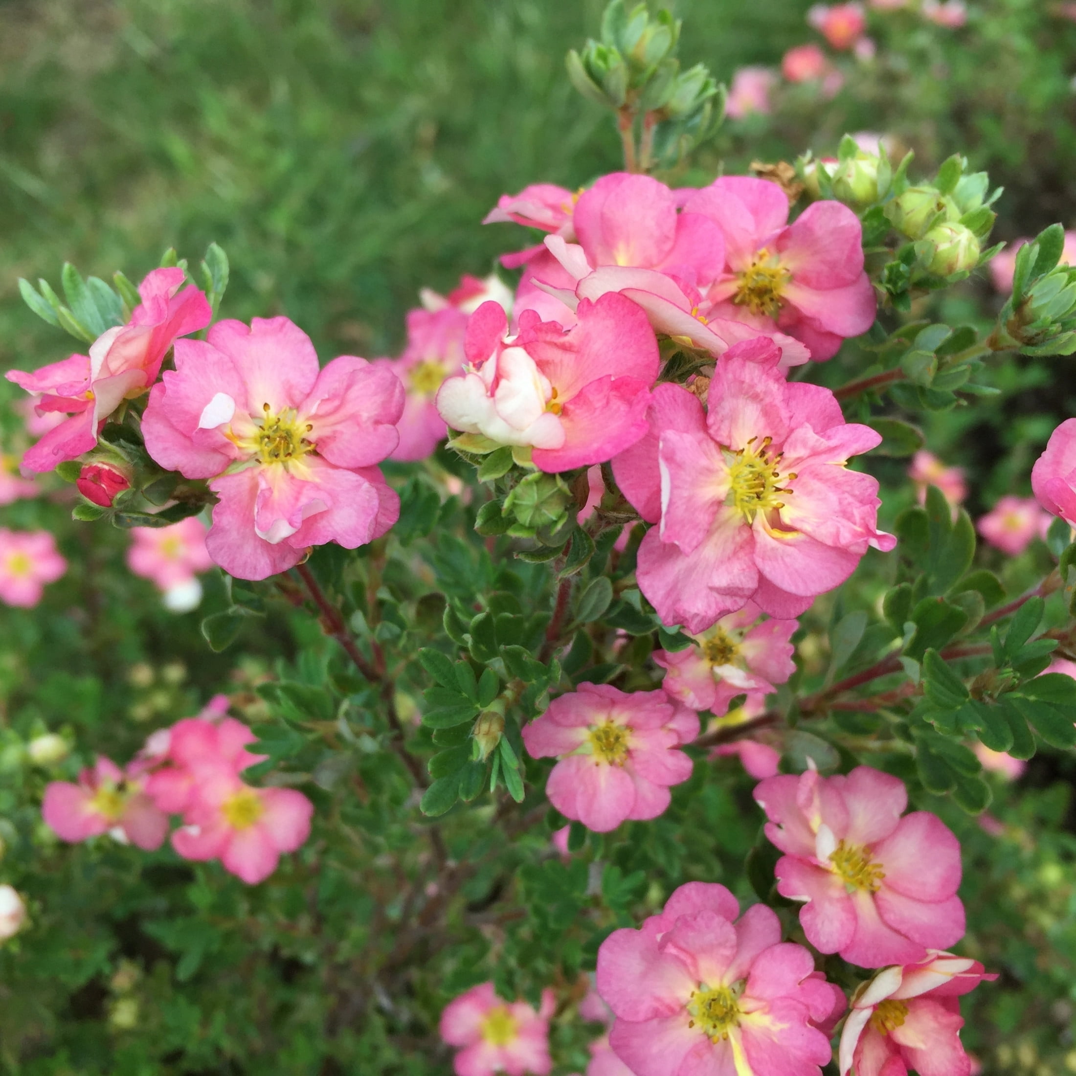 Proven Winners ColorChoice 5" Pink Happy Face Hearts Potentilla Live Plant in 4.5" Pot (4 Count)
