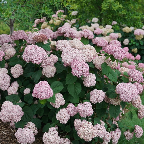 Proven Winners ColorChoice 5" Pink Incrediball Blush Smooth Hydrangea Live Plant in 4.5" Pot (4 Count)