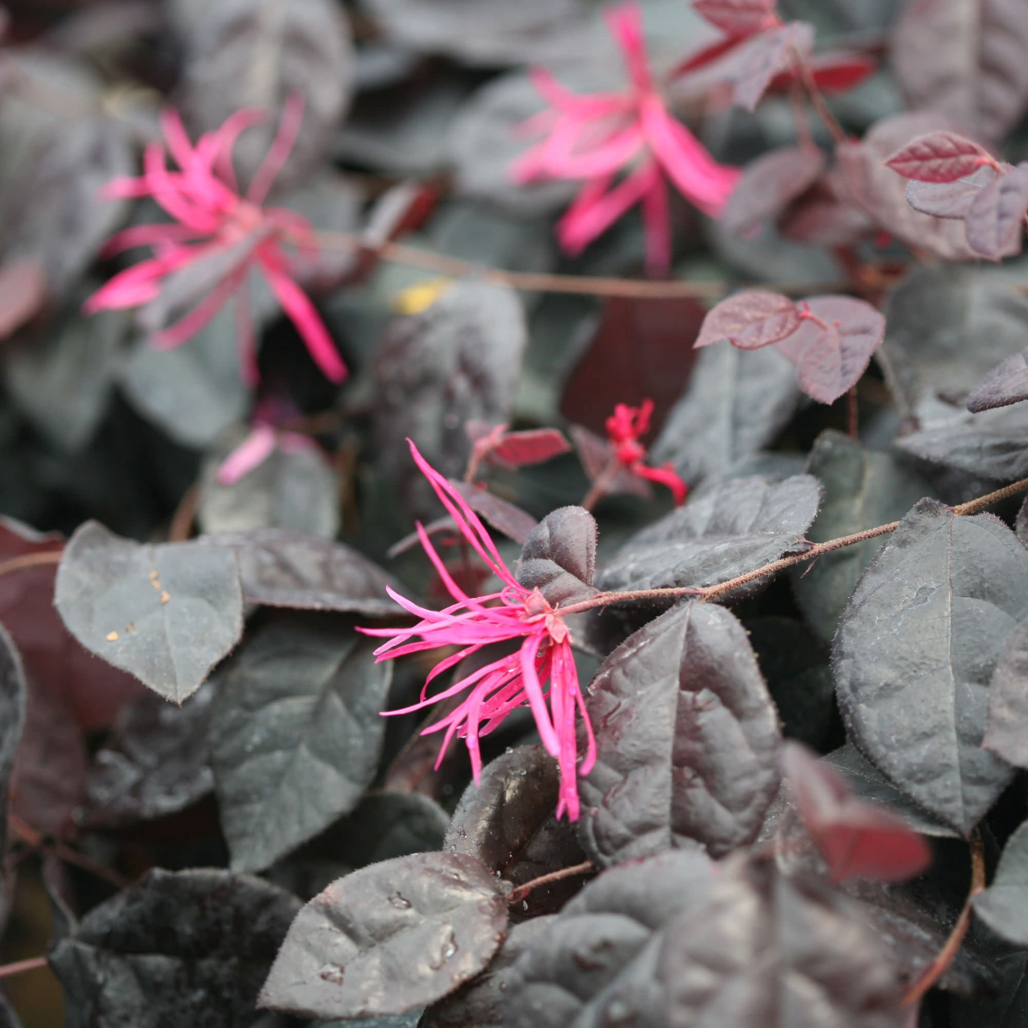 Proven Winners ColorChoice 5" Pink Jazz Hands Bold Chinese Fringe-Flower Live Plant in 4.5" Pot (4 Count)