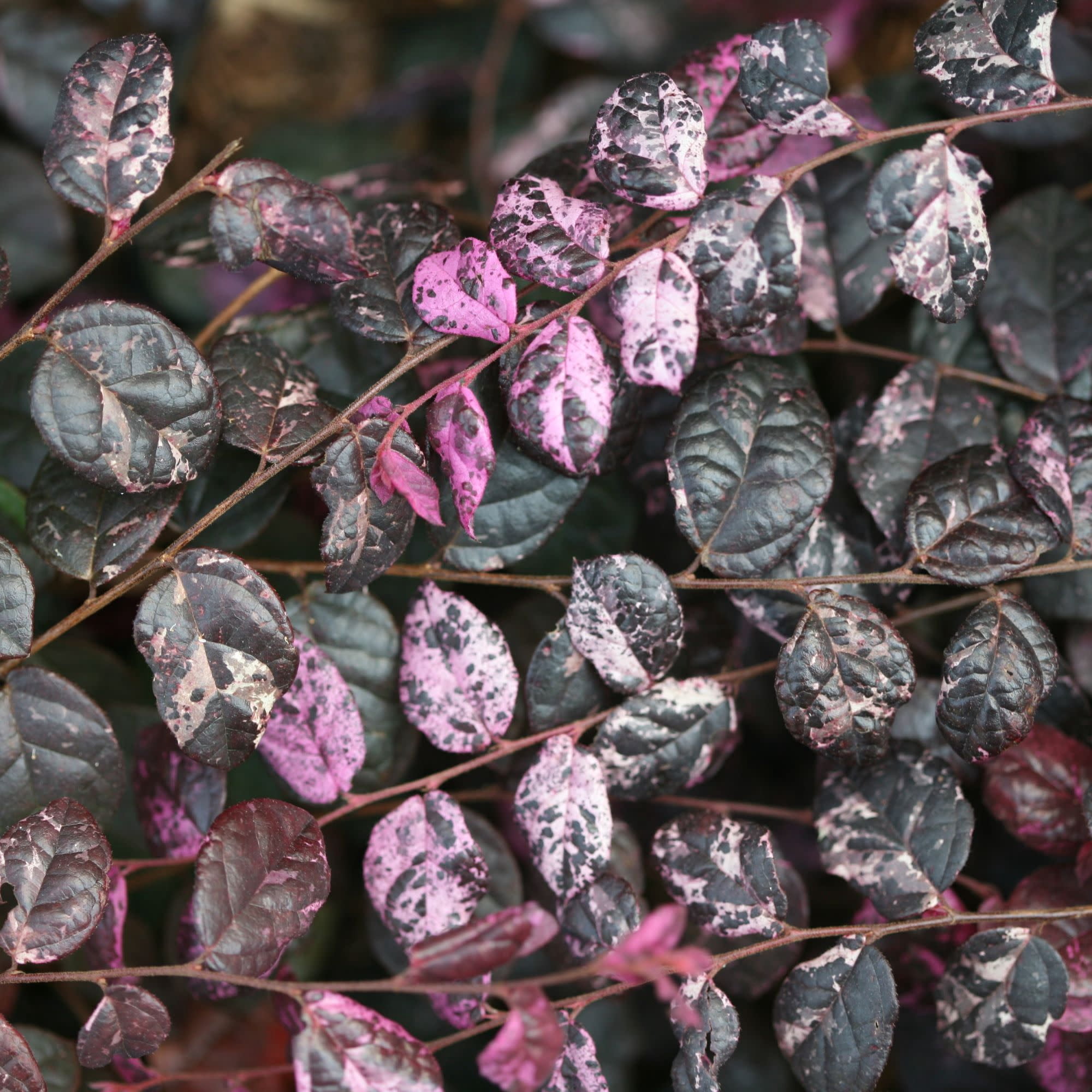Proven Winners ColorChoice 5" Pink Jazz Hands Variegated Chinese Fringe-Flower Live Plant in 4.5" Pot (4 Count)