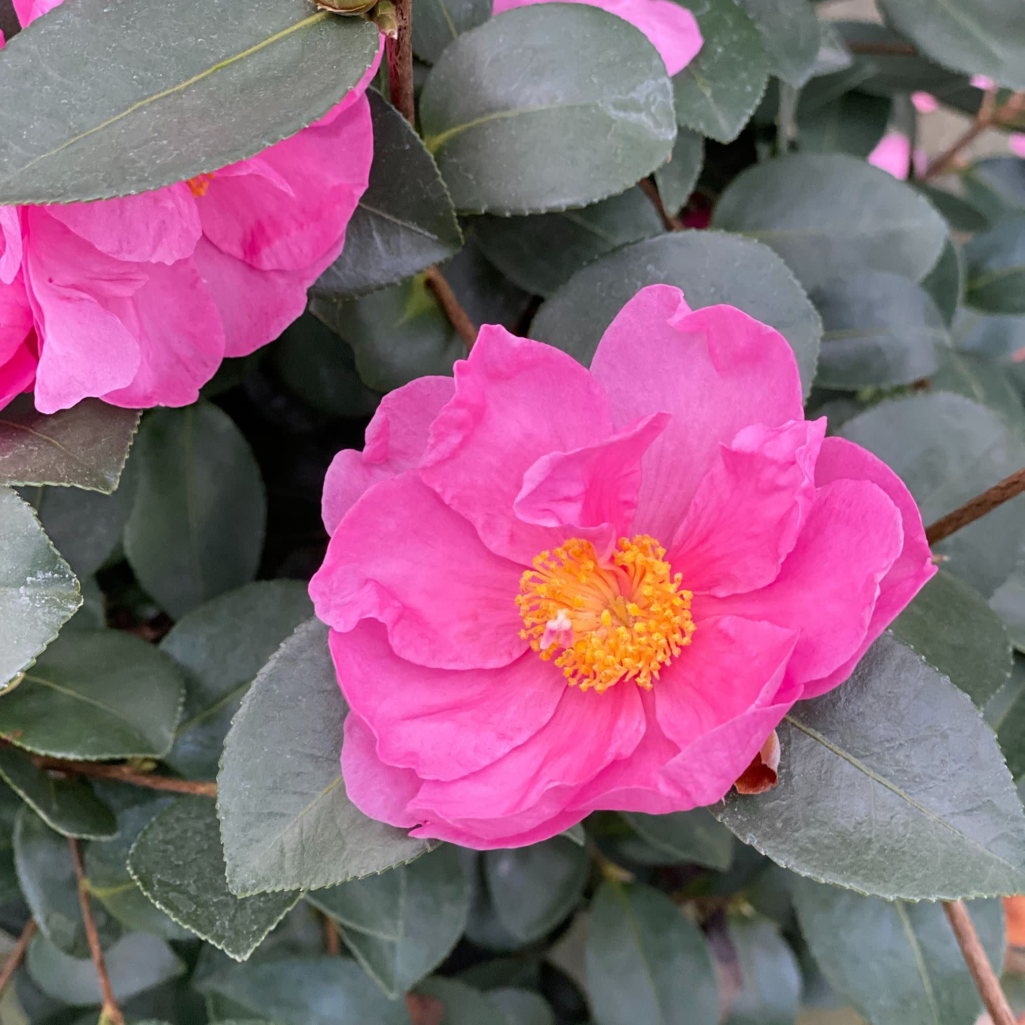 Proven Winners ColorChoice 5" Pink Just Chill Double Mauve Camellia Live Plant in 4.5" Pot (4 Count)