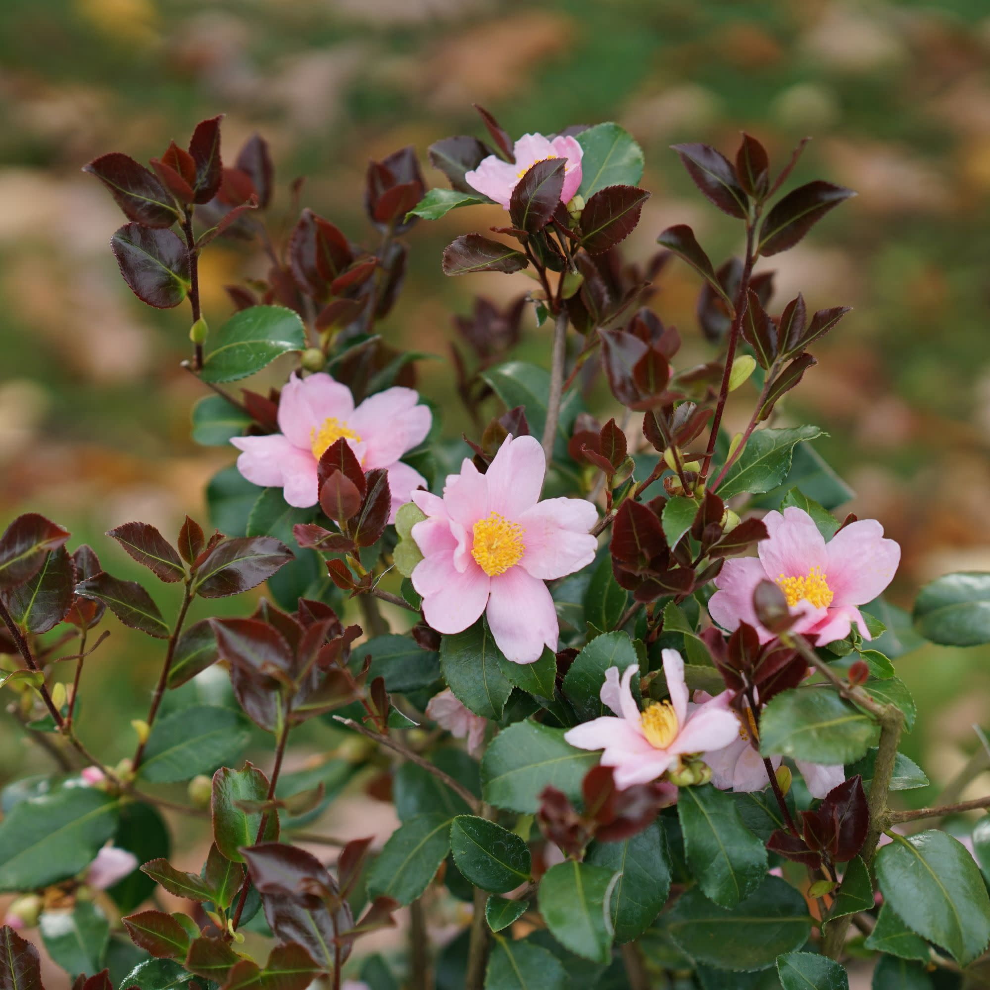 Proven Winners ColorChoice 5" Pink Just Chill Red Tip Camellia Live Plant in 4.5" Pot (4 Count)