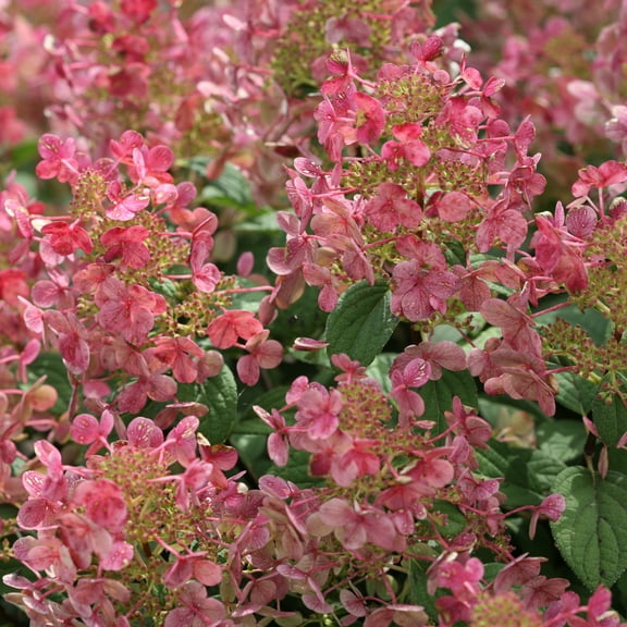 Proven Winners ColorChoice 5" Pink Little Quick Fire Panicle Hydrangea Live Plant in 4.5" Pot (4 Count)