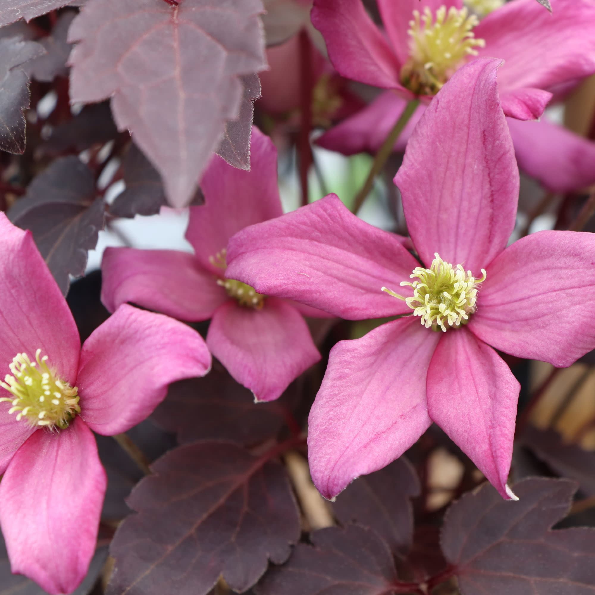 Proven Winners ColorChoice 5" Pink Moongate Mocha Anemone Clematis Live Plant in 4.5" Pot (4 Count)