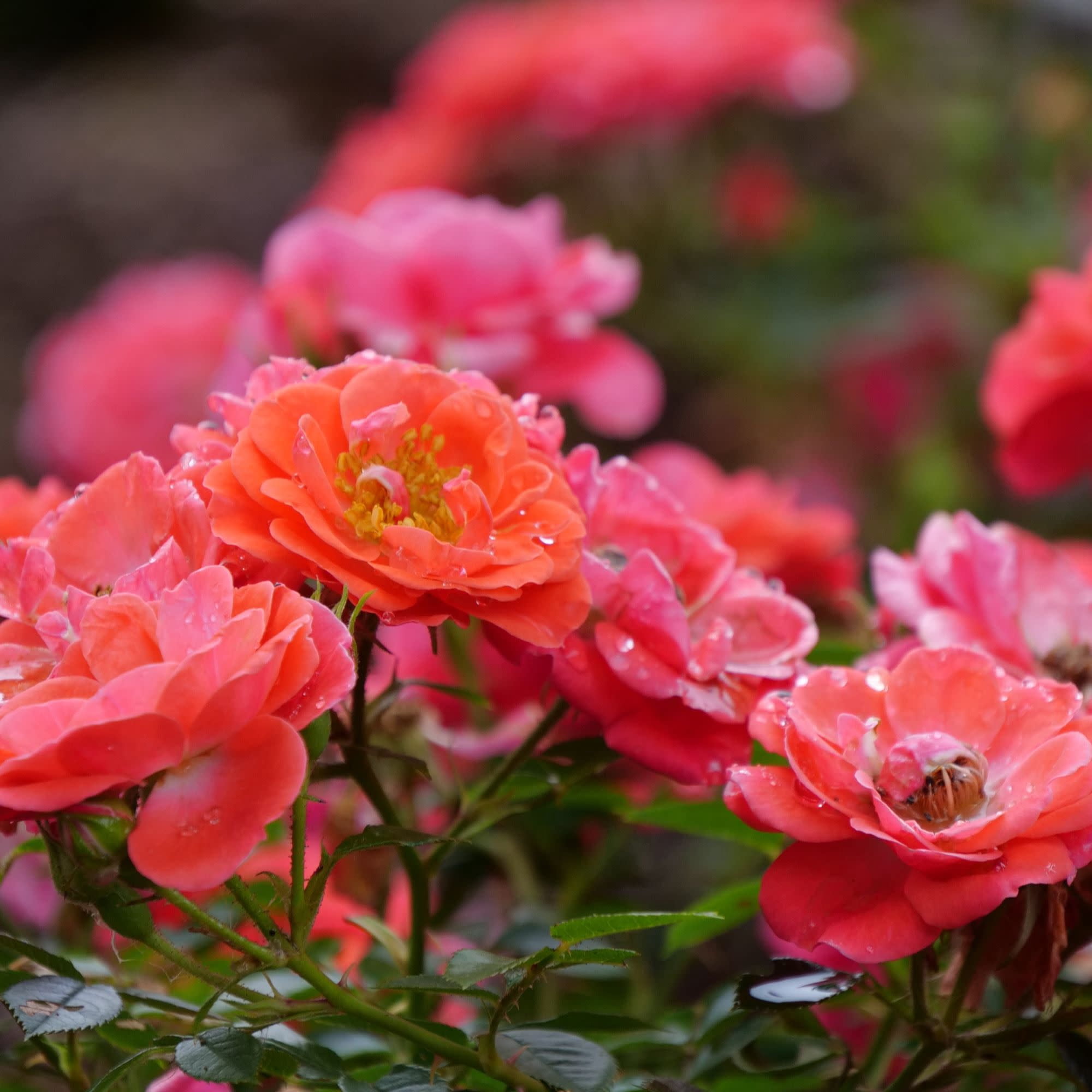 Proven Winners ColorChoice 5" Pink Oso Easy Mango Salsa Rose Live Plant in 4.5" Pot (4 Count)