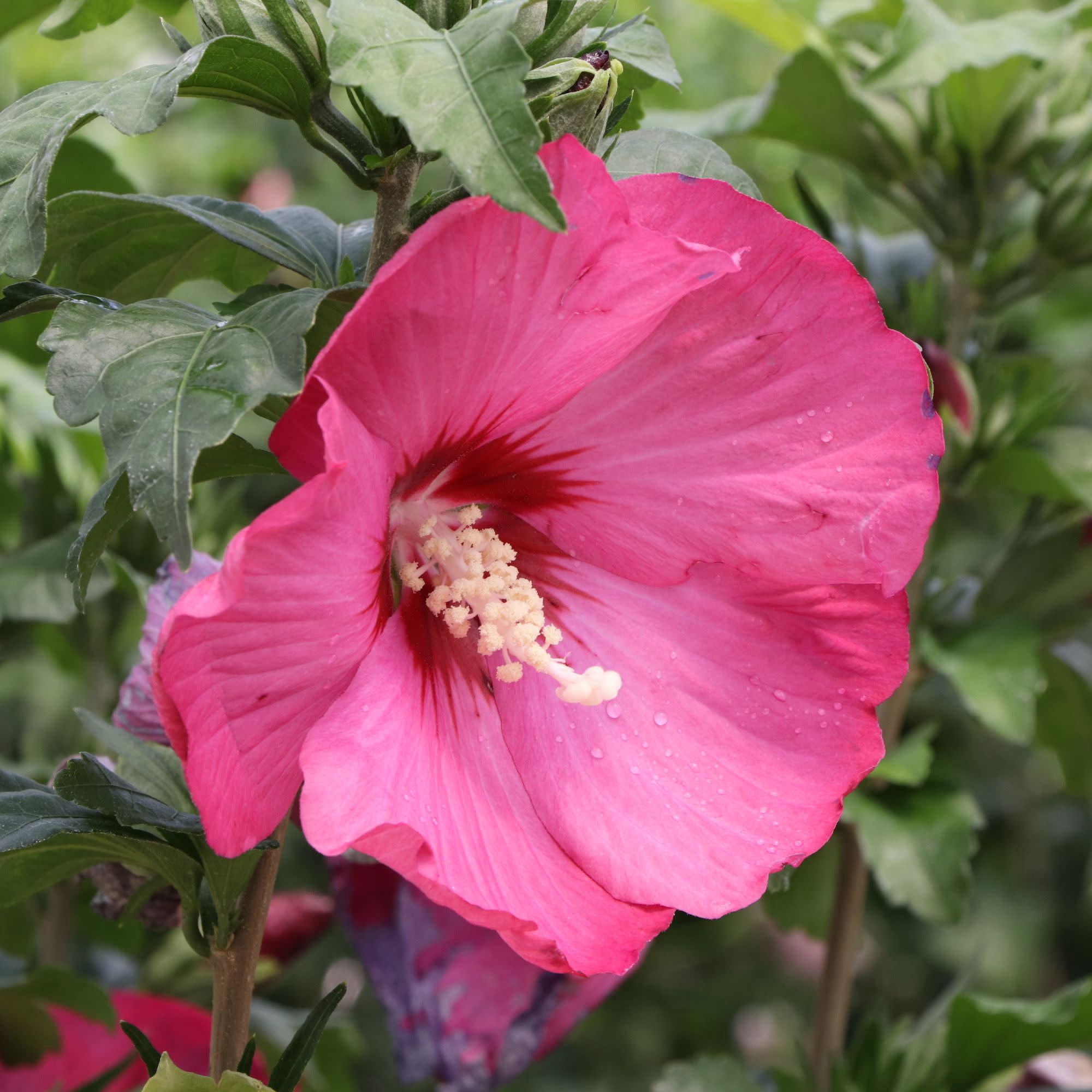Proven Winners ColorChoice 5" Pink Paraplu Red Rose of Sharon Live Plant in 4.5" Pot (4 Count)