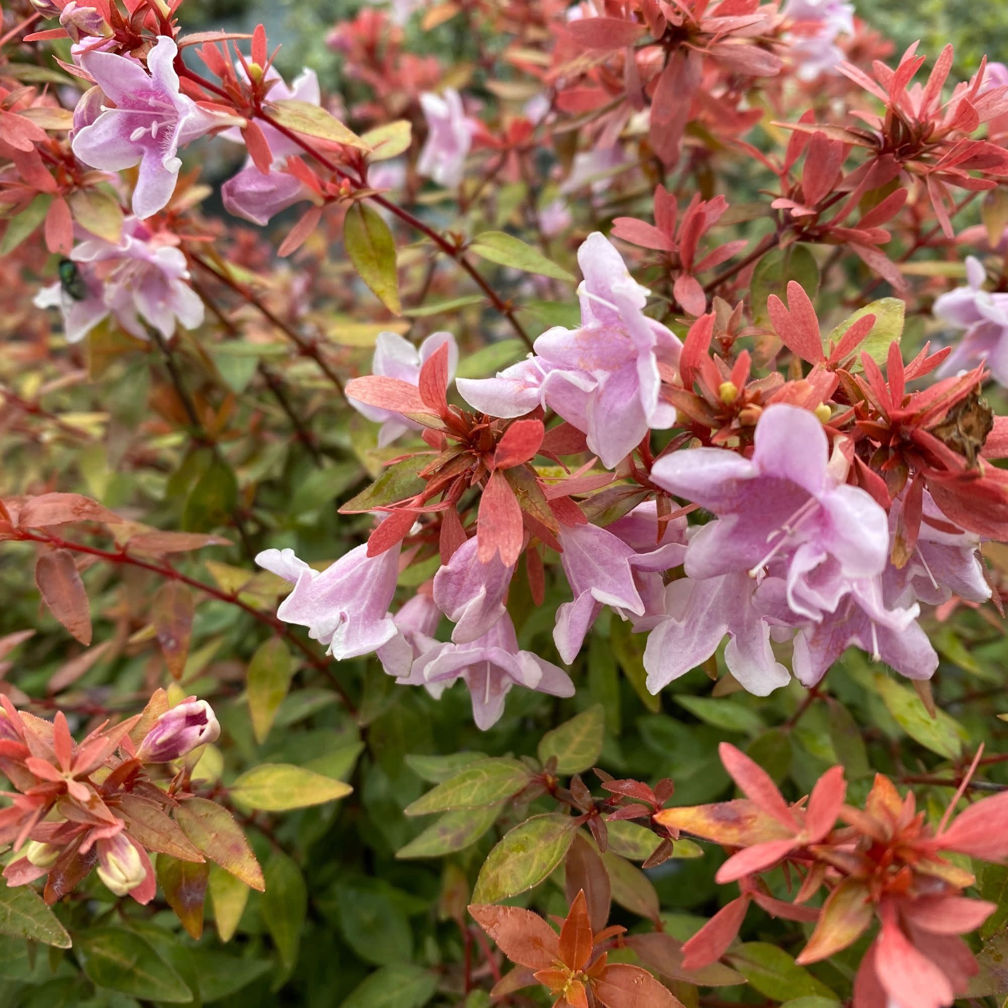 Proven Winners ColorChoice 5" Pink Poco Loco Abelia Live Plant in 4.5" Pot (4 Count)