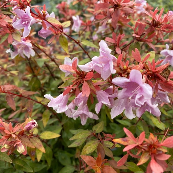Proven Winners ColorChoice 5" Pink Poco Loco Abelia Live Plant in 4.5" Pot (4 Count)