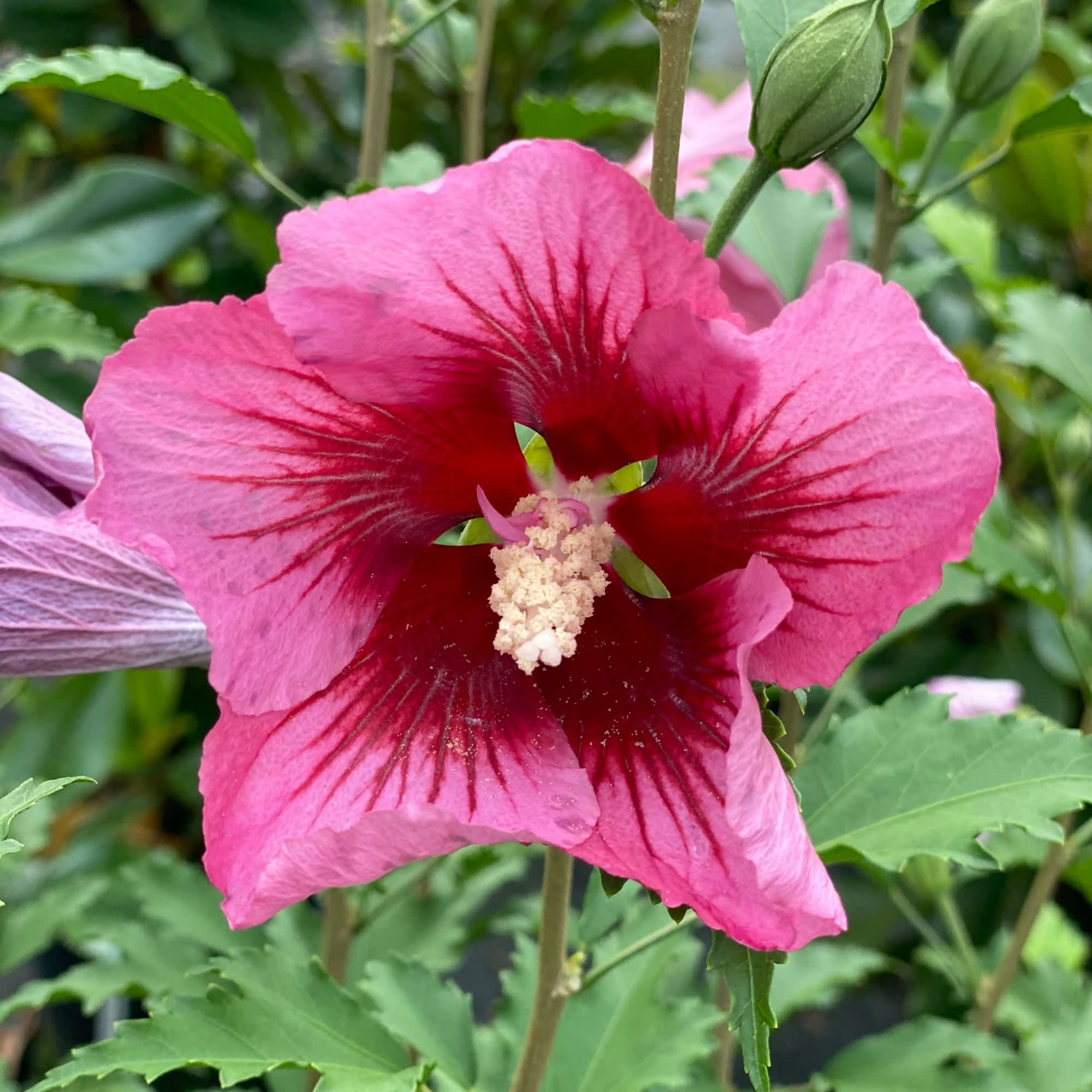 Proven Winners ColorChoice 5" Pink Red Pillar Rose of Sharon Live Plant in 4.5" Pot (4 Count)