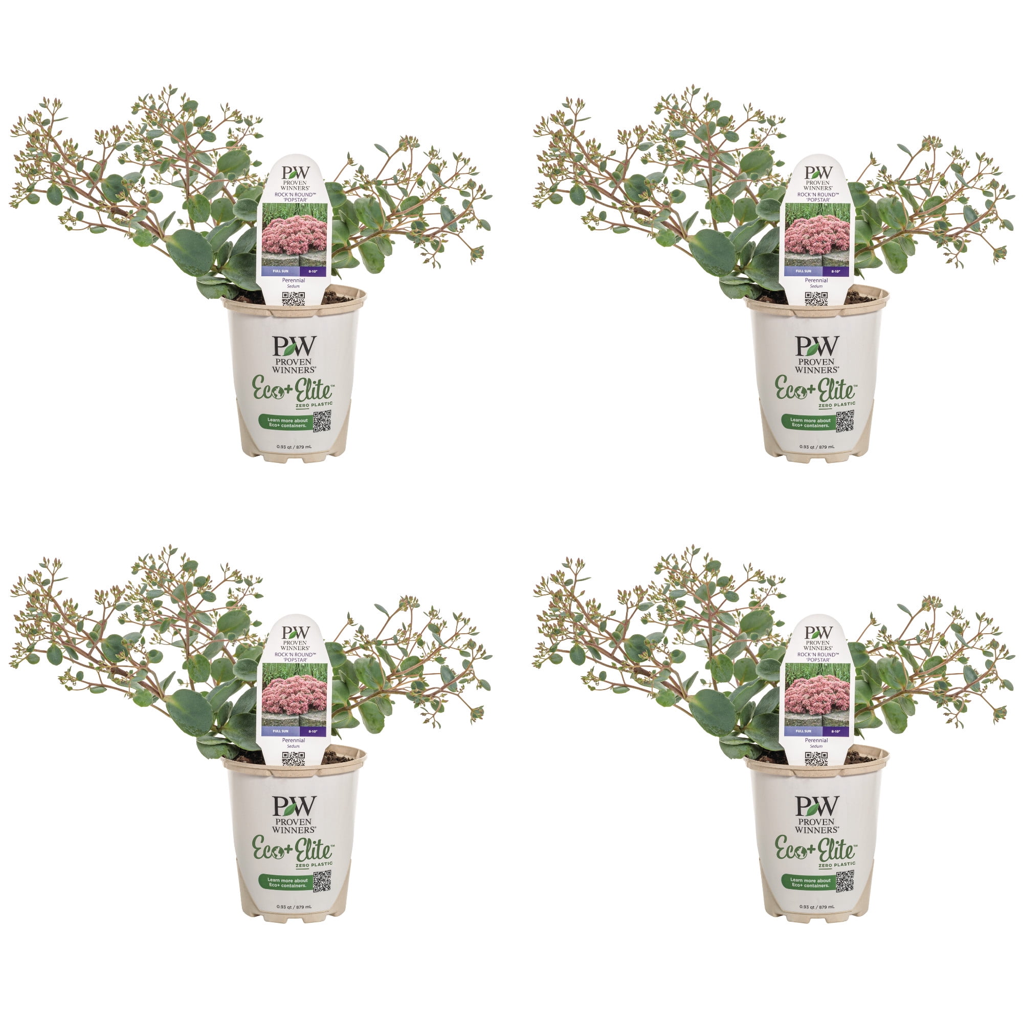 Proven Winners 5" Pink Rock 'N Round 'Popstar' Stonecrop Live Plant in 4.5" Pot (4 Count)