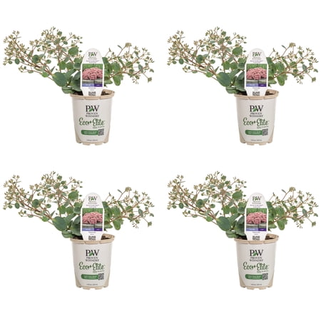 Proven Winners 5" Pink Rock 'N Round 'Popstar' Stonecrop Live Plant in 4.5" Pot (4 Count)