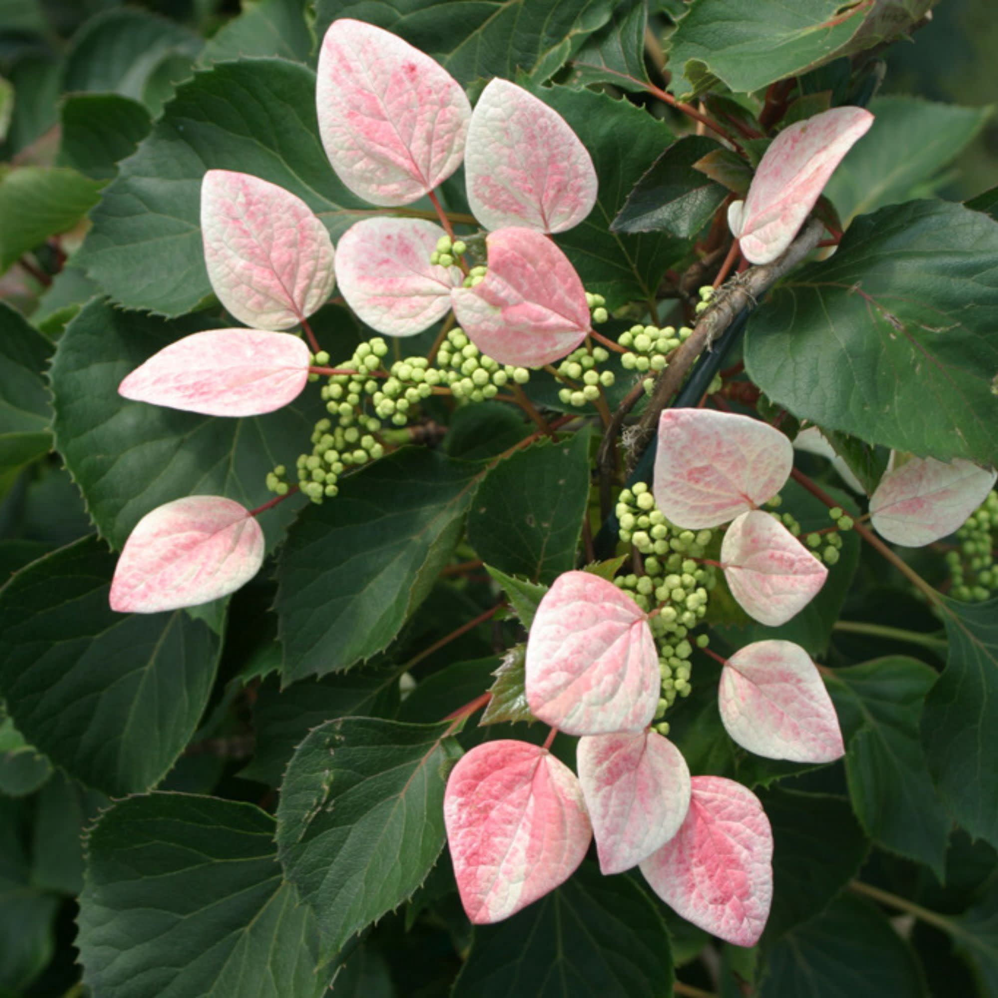 Proven Winners ColorChoice 5" Pink Rose Sensation False Hydrangea-Vine Live Plant in 4.5" Pot (4 Count)