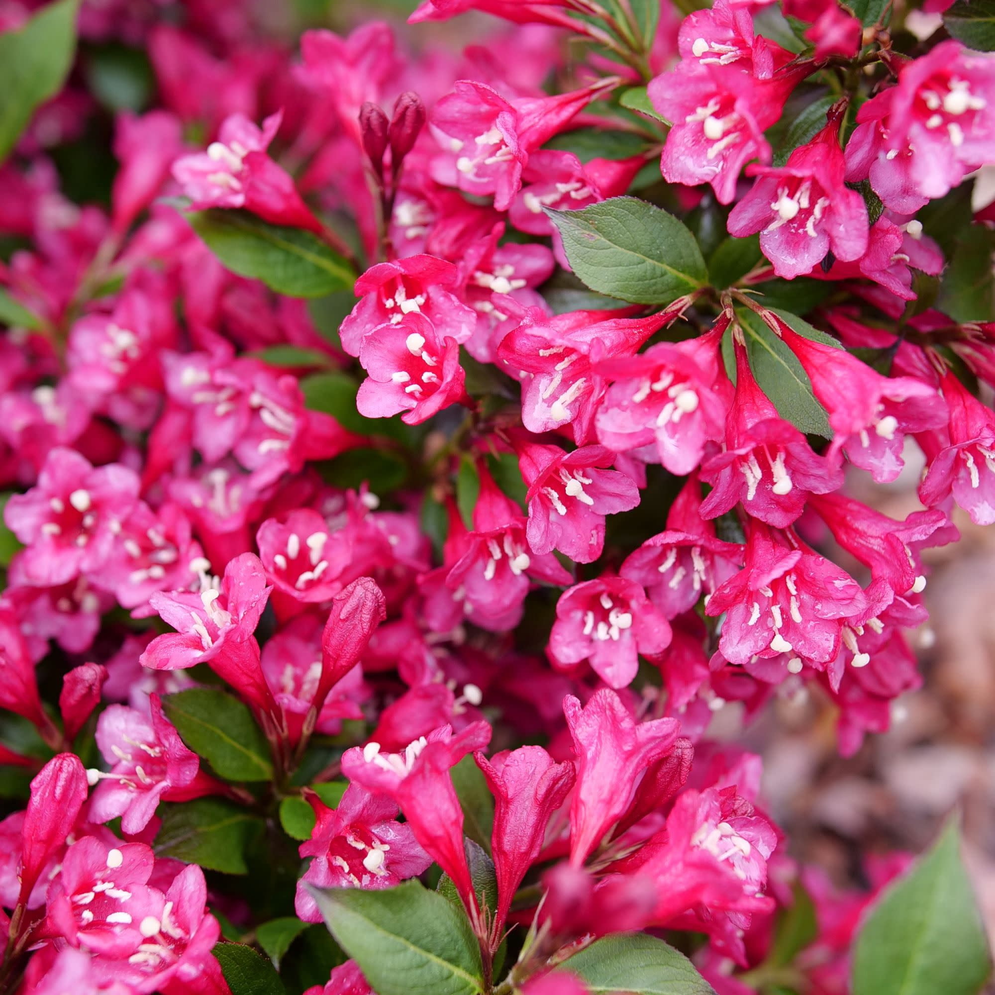 Proven Winners ColorChoice 5" Pink Sonic Bloom Punch Weigela Live Plant in 4.5" Pot (4 Count)