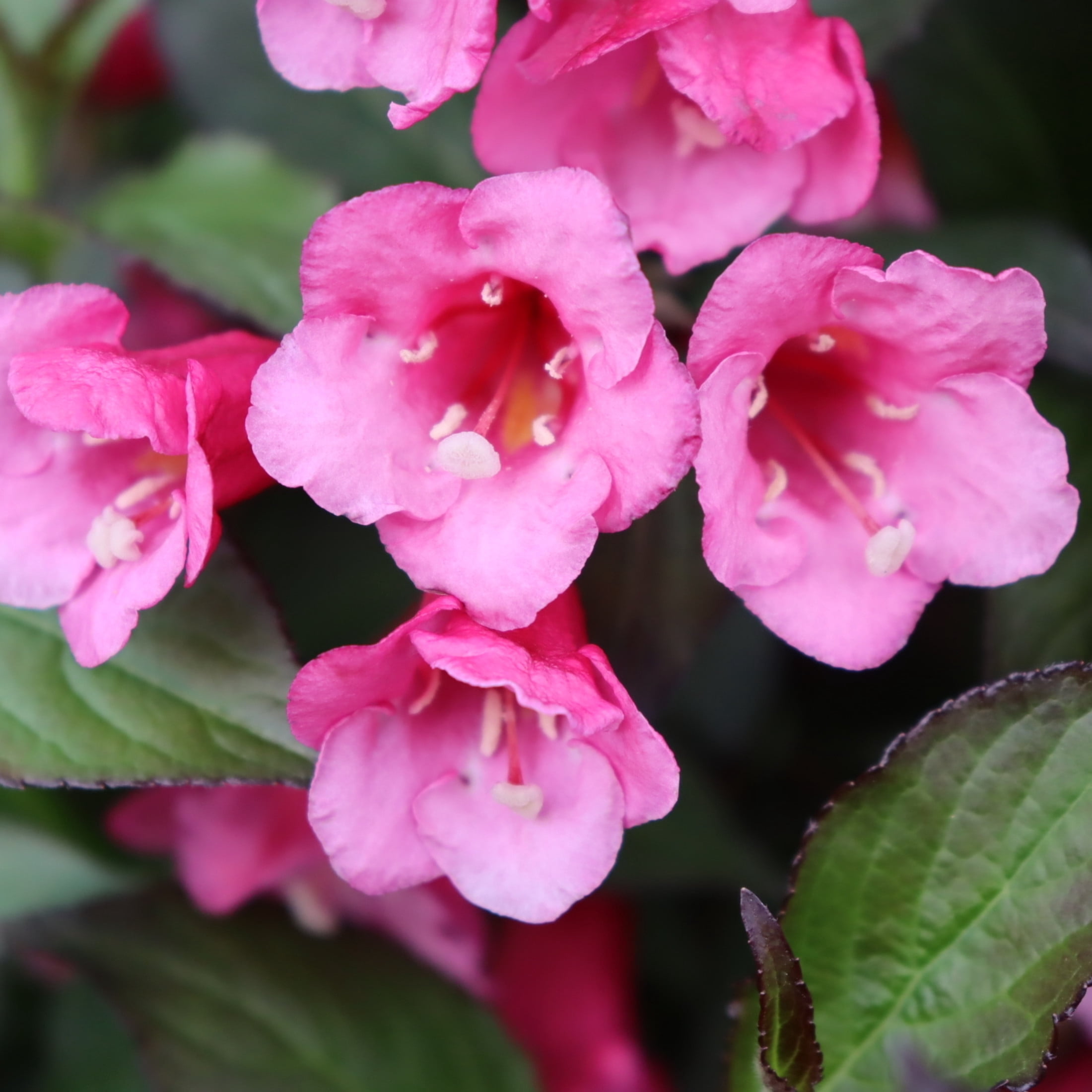 Proven Winners ColorChoice 5" Pink Sonic Bloom Wine Weigela Live Plant in 4.5" Pot (4 Count)