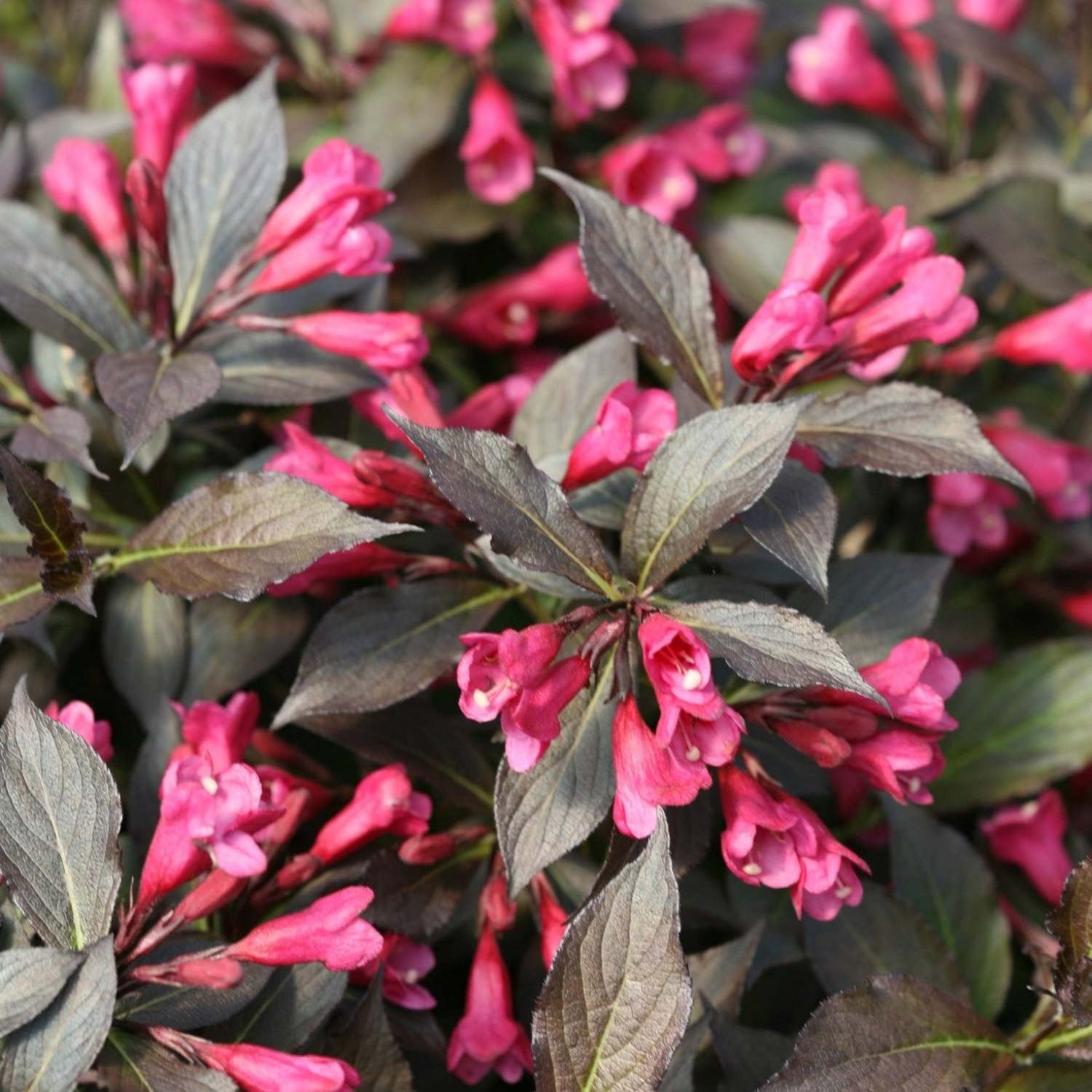 Proven Winners ColorChoice 5" Pink Spilled Wine Weigela Live Plant in 4.5" Pot (4 Count)