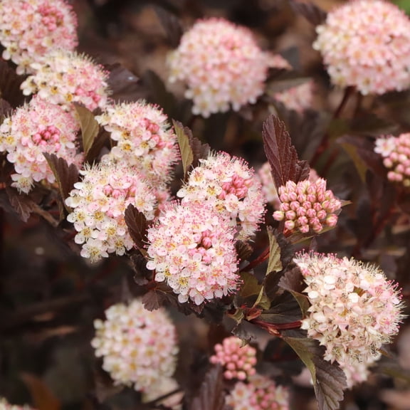Proven Winners ColorChoice 5" Pink Summer Wine Ros Ninebark Live Plant in 4.5" Pot (4 Count)