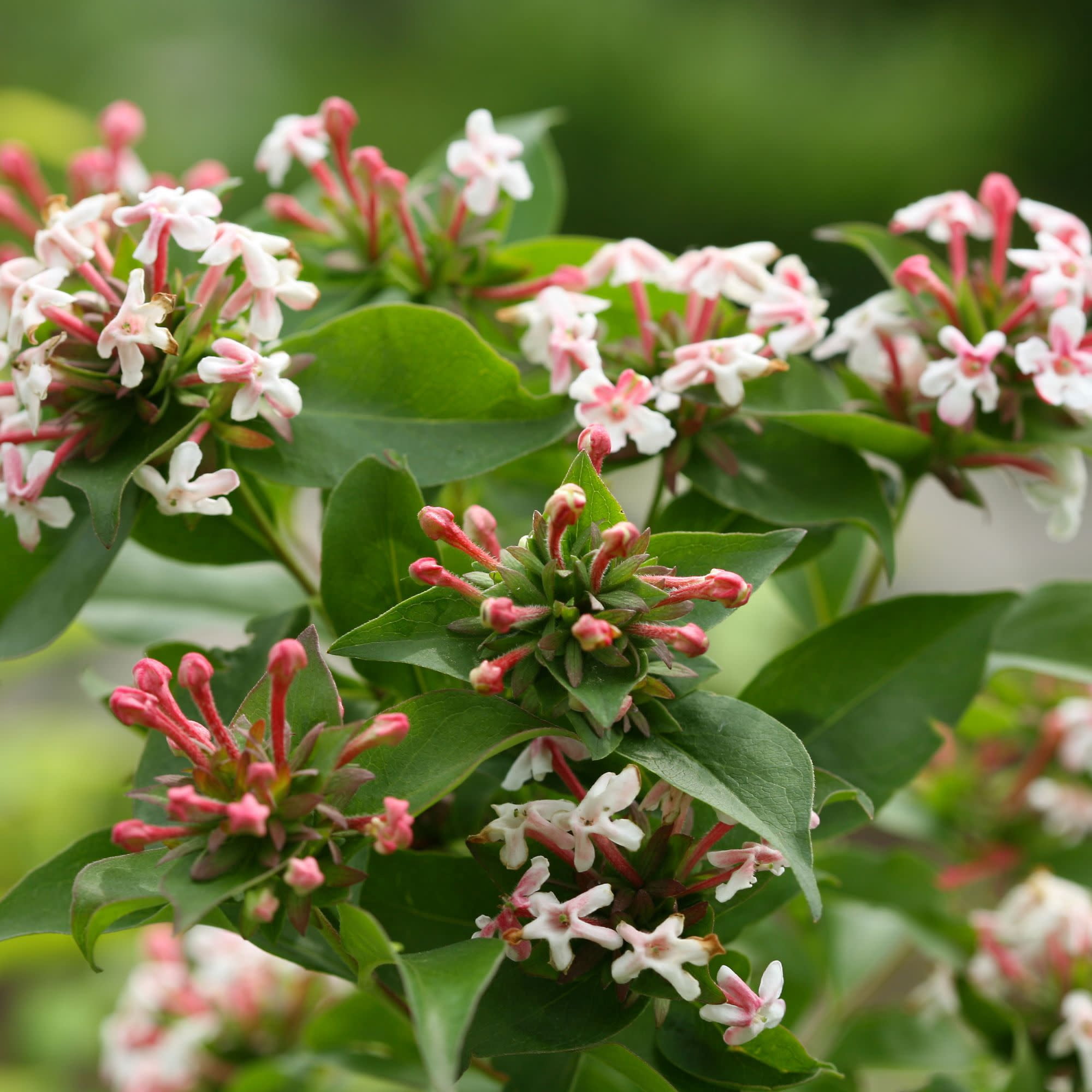 Proven Winners ColorChoice 5" Pink Sweet Emotion Blaze Hardy Abelia Live Plant in 4.5" Pot (4 Count)