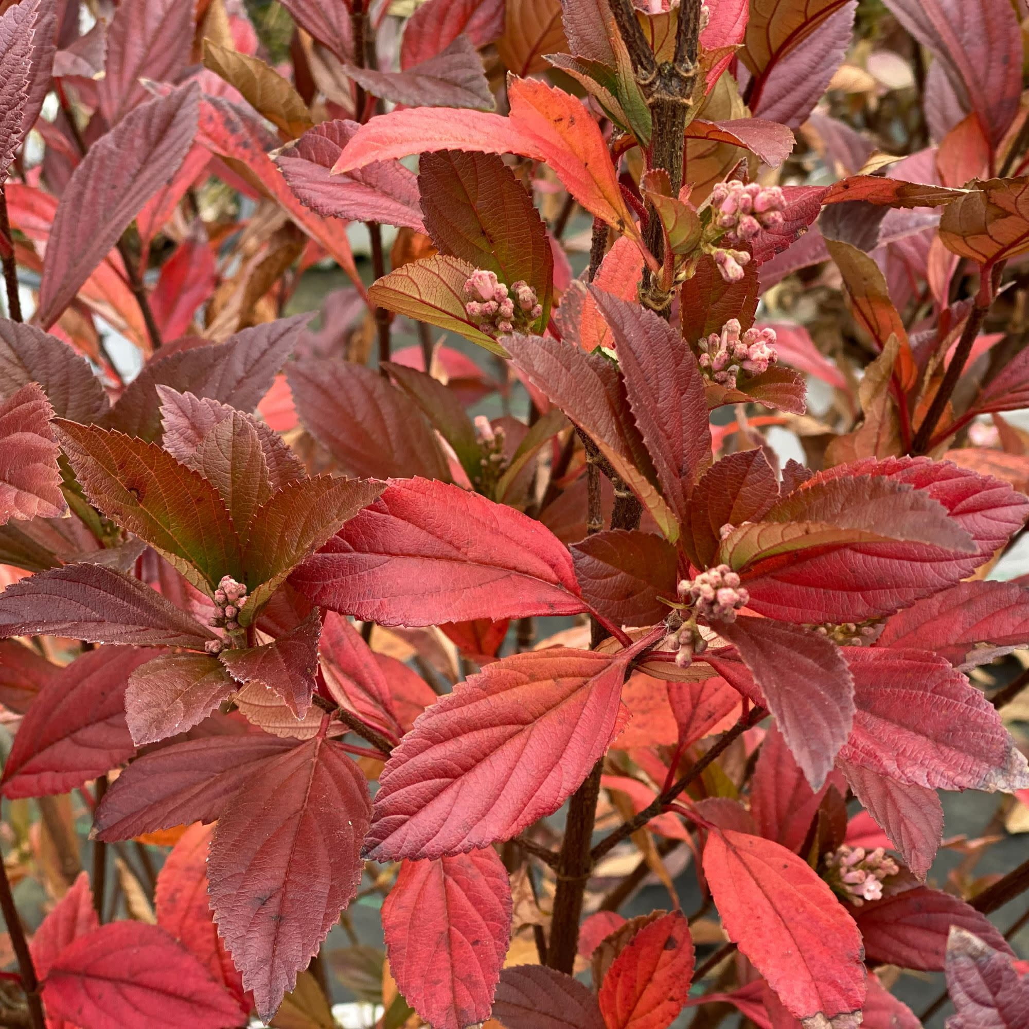 Proven Winners ColorChoice 5" Pink Sweet Talker Fragrant Viburnum Live Plant in 4.5" Pot (4 Count)