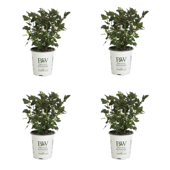 Proven Winners ColorChoice 5" Pink Tiny Wine Ninebark Live Plant in 4.5" Pot (4 Count)