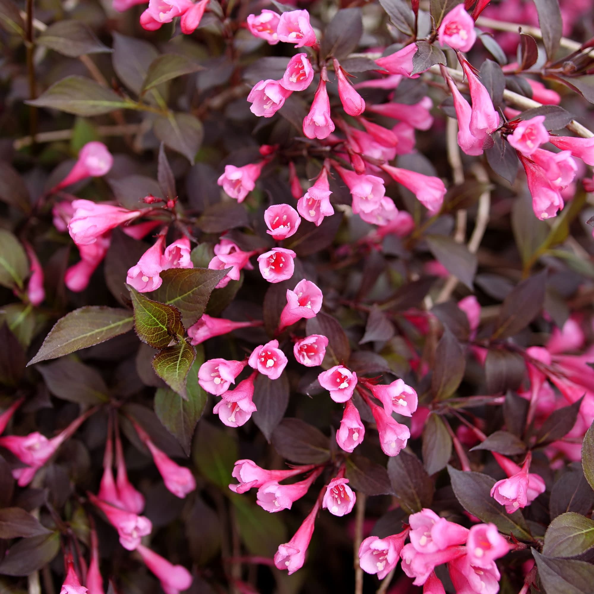 Proven Winners ColorChoice 5" Pink Very Fine Wine Weigela Live Plant in 4.5" Pot (4 Count)