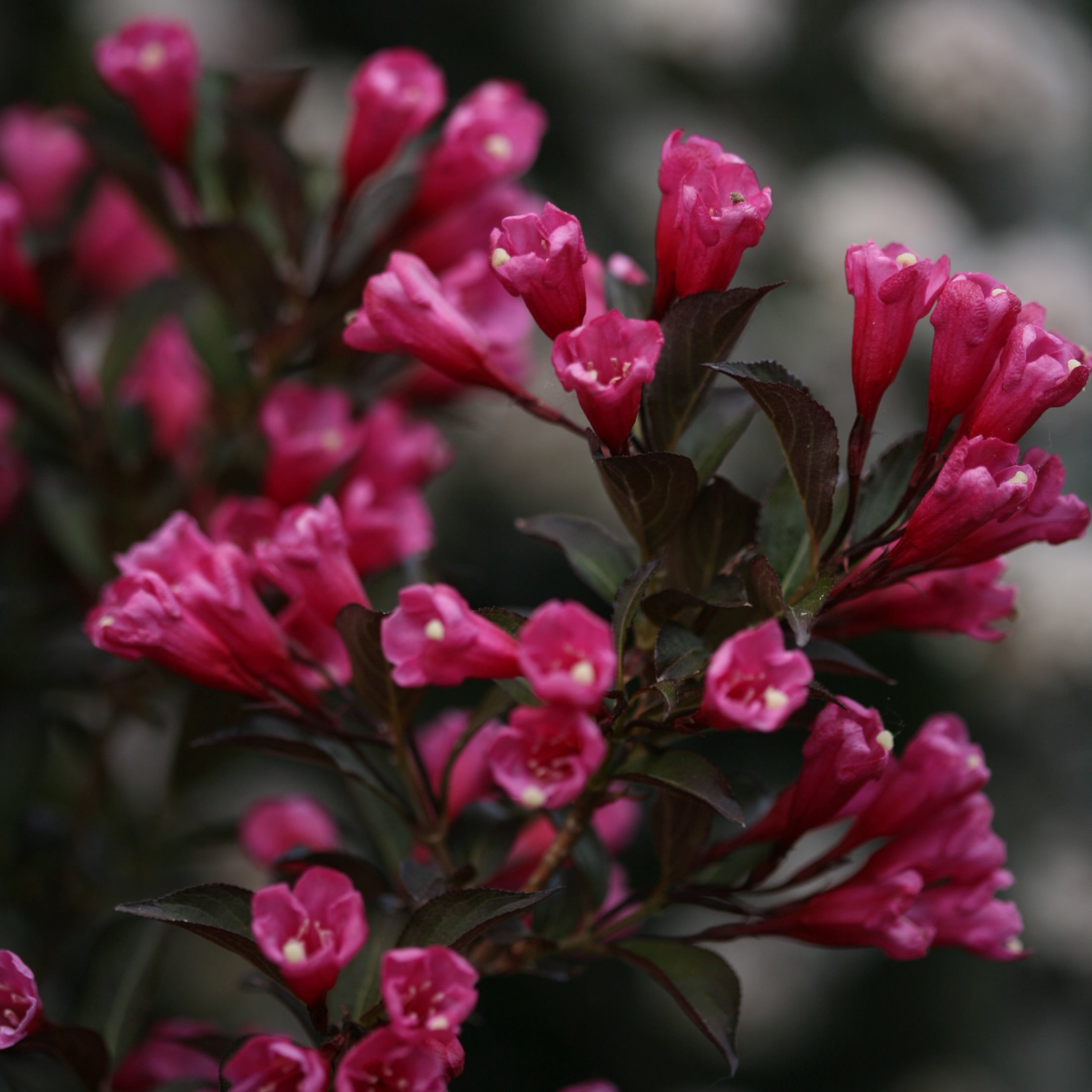 Proven Winners ColorChoice 5" Pink Wine & Roses Weigela Live Plant in 4.5" Pot (4 Count)