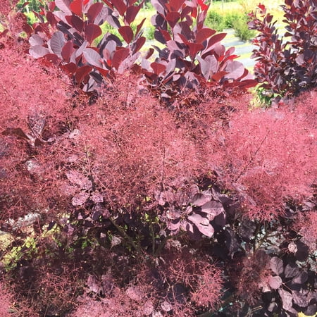 Proven Winners ColorChoice 5" Pink Winecraft Black Smokebush Live Plant in 4.5" Pot (4 Count)